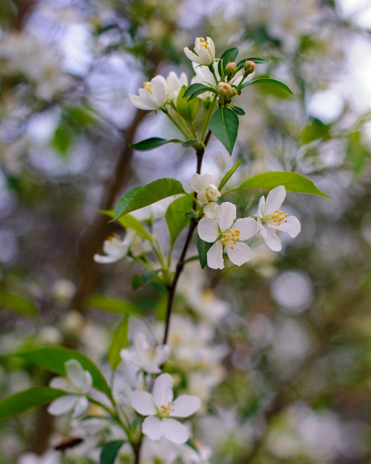 Starlite Crabapple - view 3