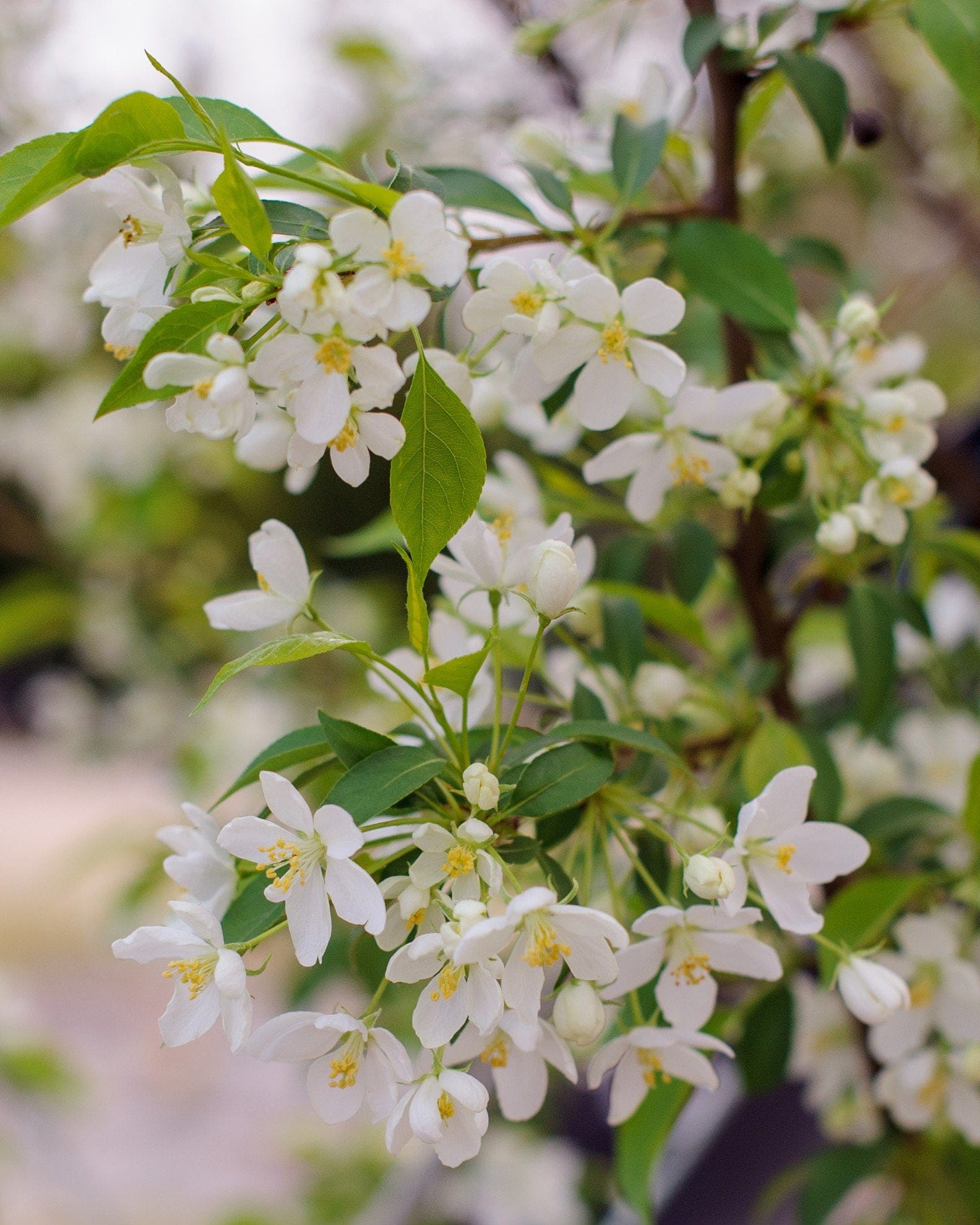 Starlite Crabapple - view 4
