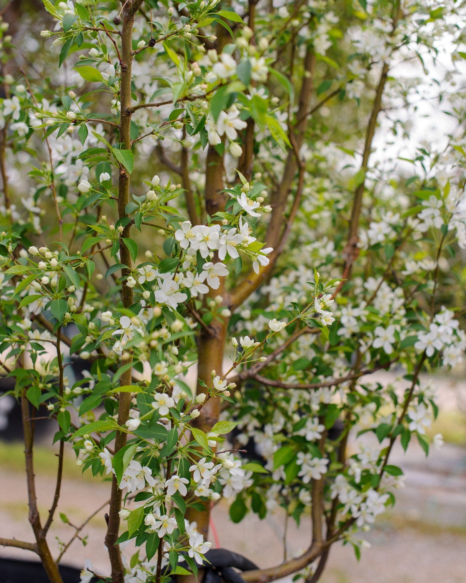 Starlite Crabapple - view 5