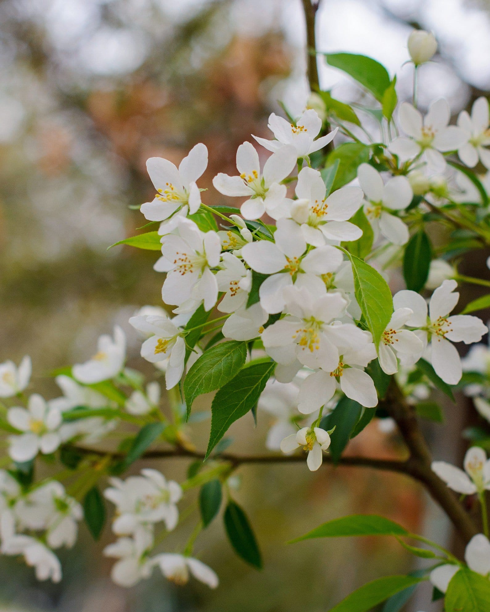 Starlite Crabapple