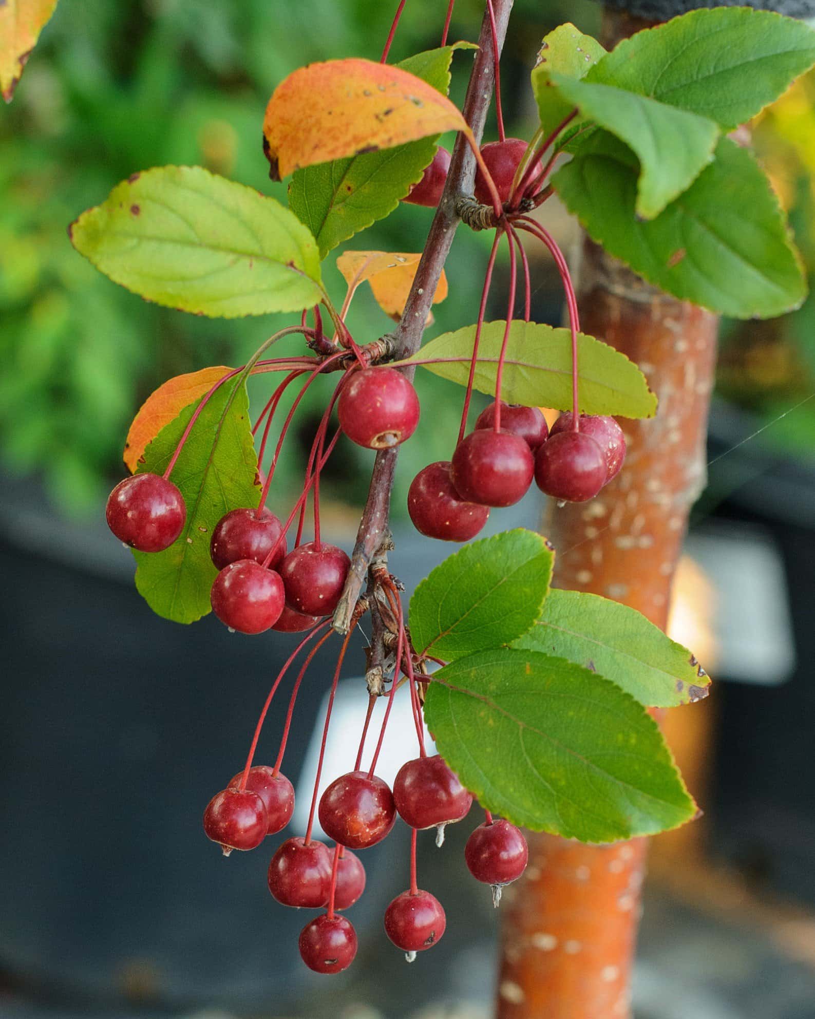 Prairifire Crabapple - Image 1