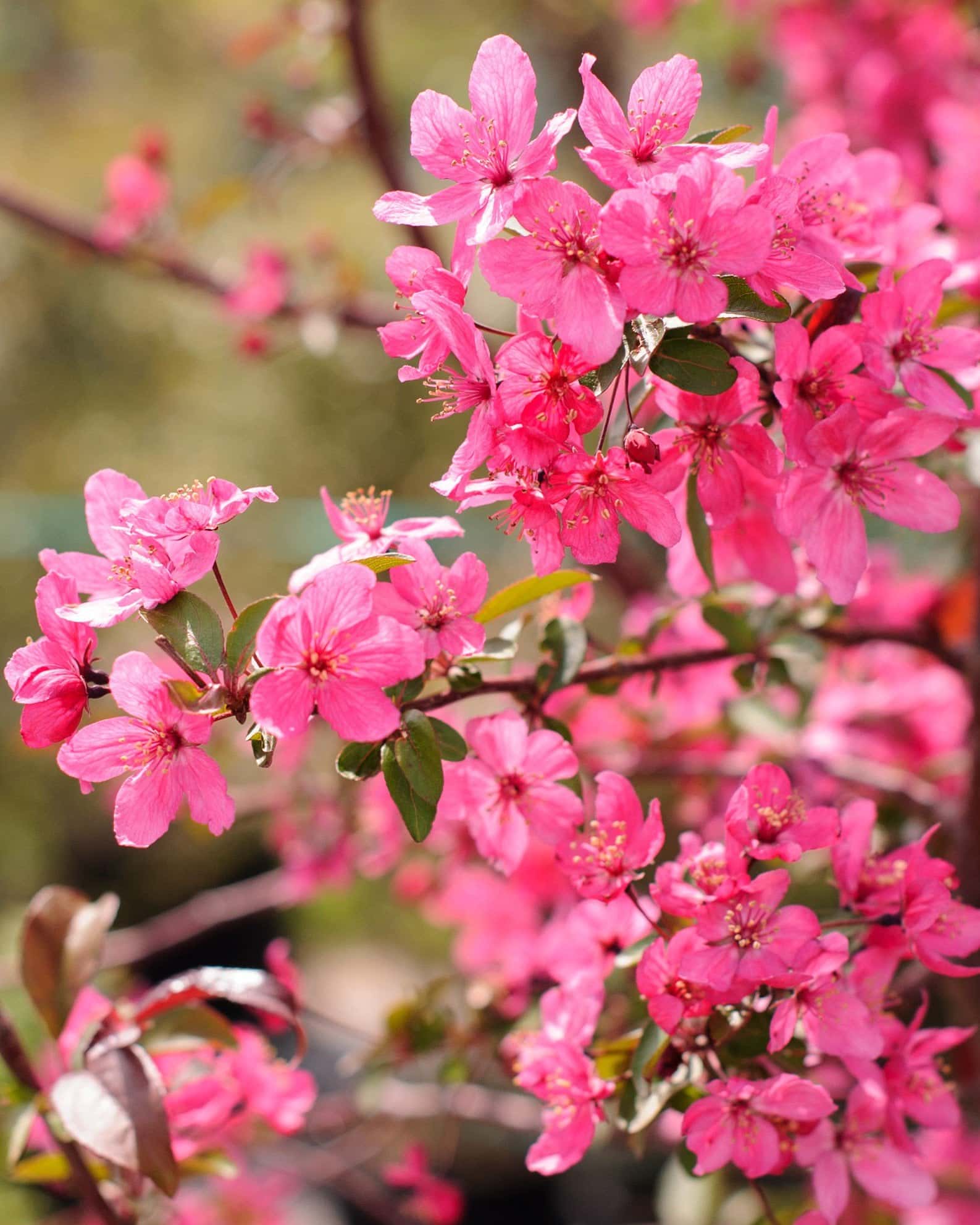 Prairifire Crabapple - Image 4