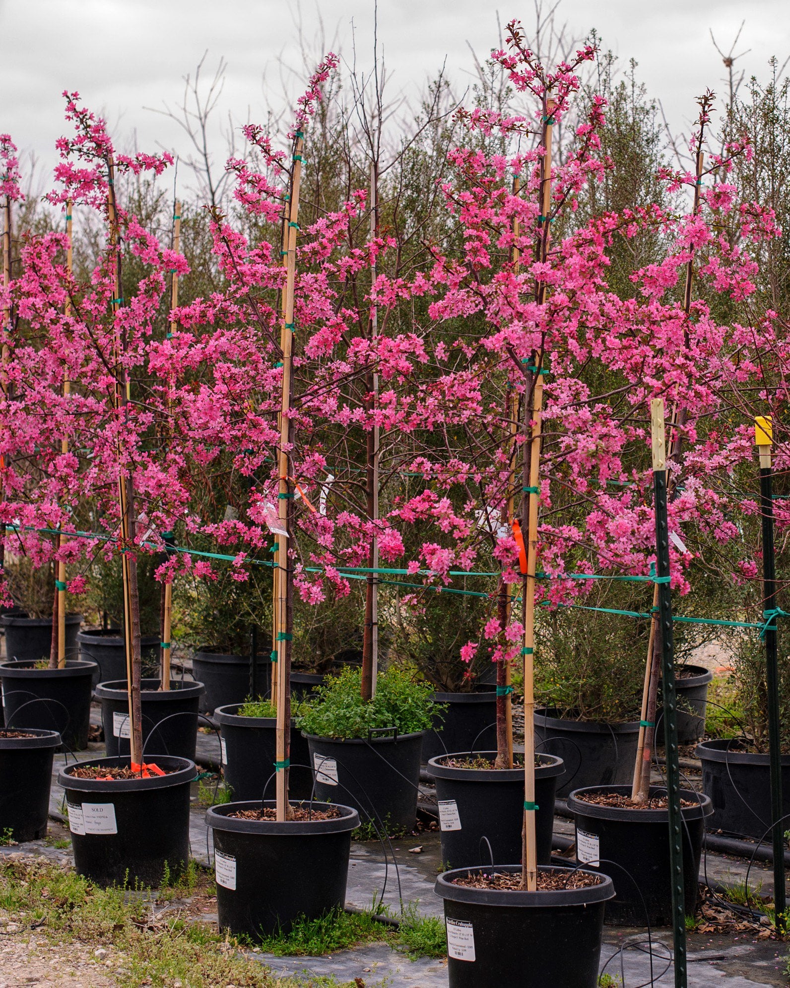 Prairifire Crabapple - Image 2