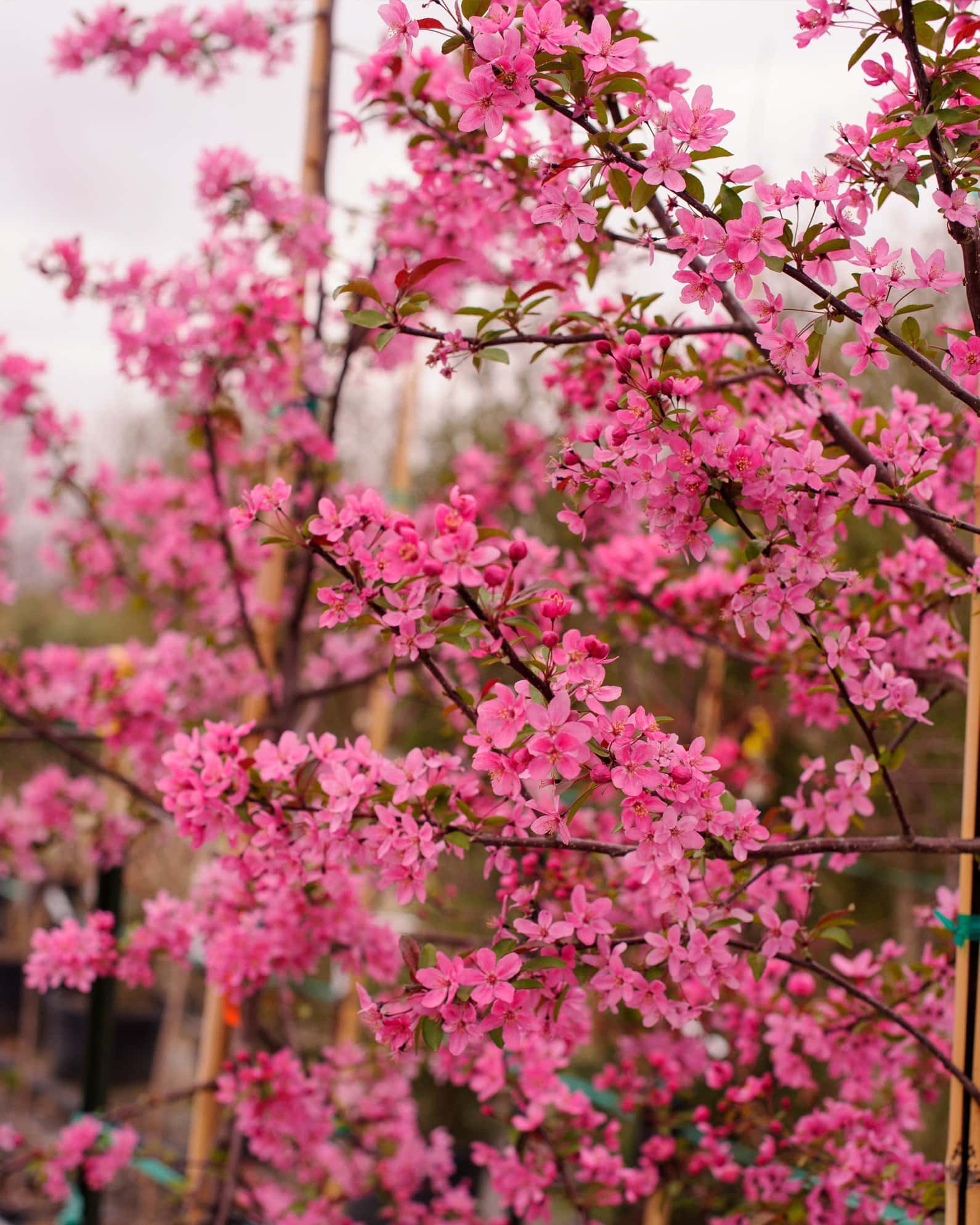 Prairifire Crabapple - Image 5