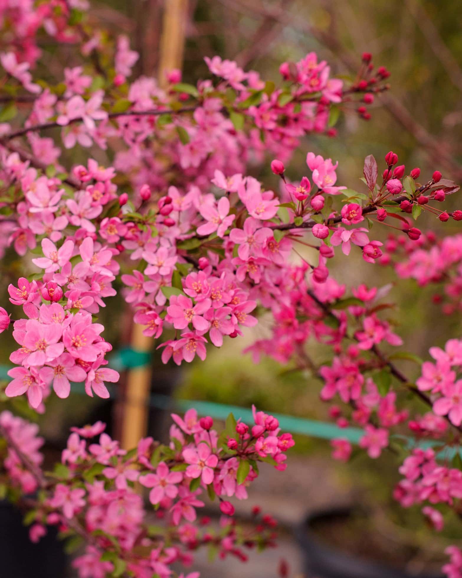 Prairifire Crabapple - Image 7