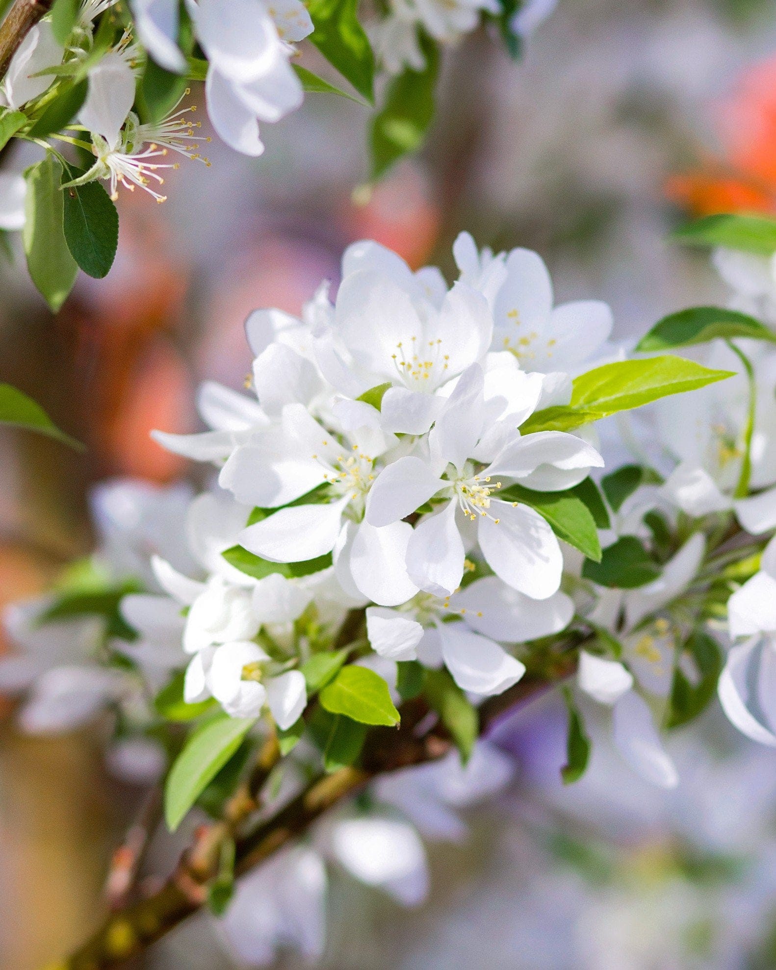 Spring Snow Crabapple - view 3