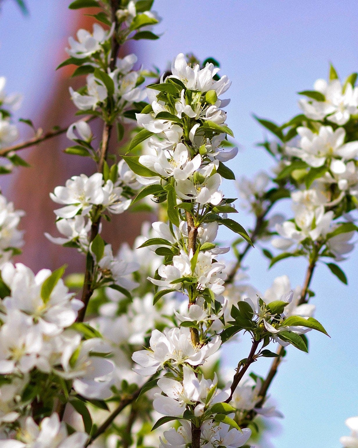Spring Snow Crabapple - view 4