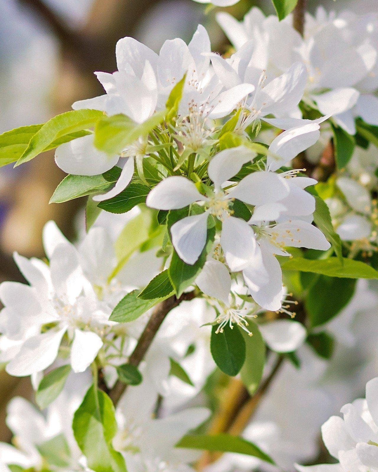 Spring Snow Crabapple - view 5