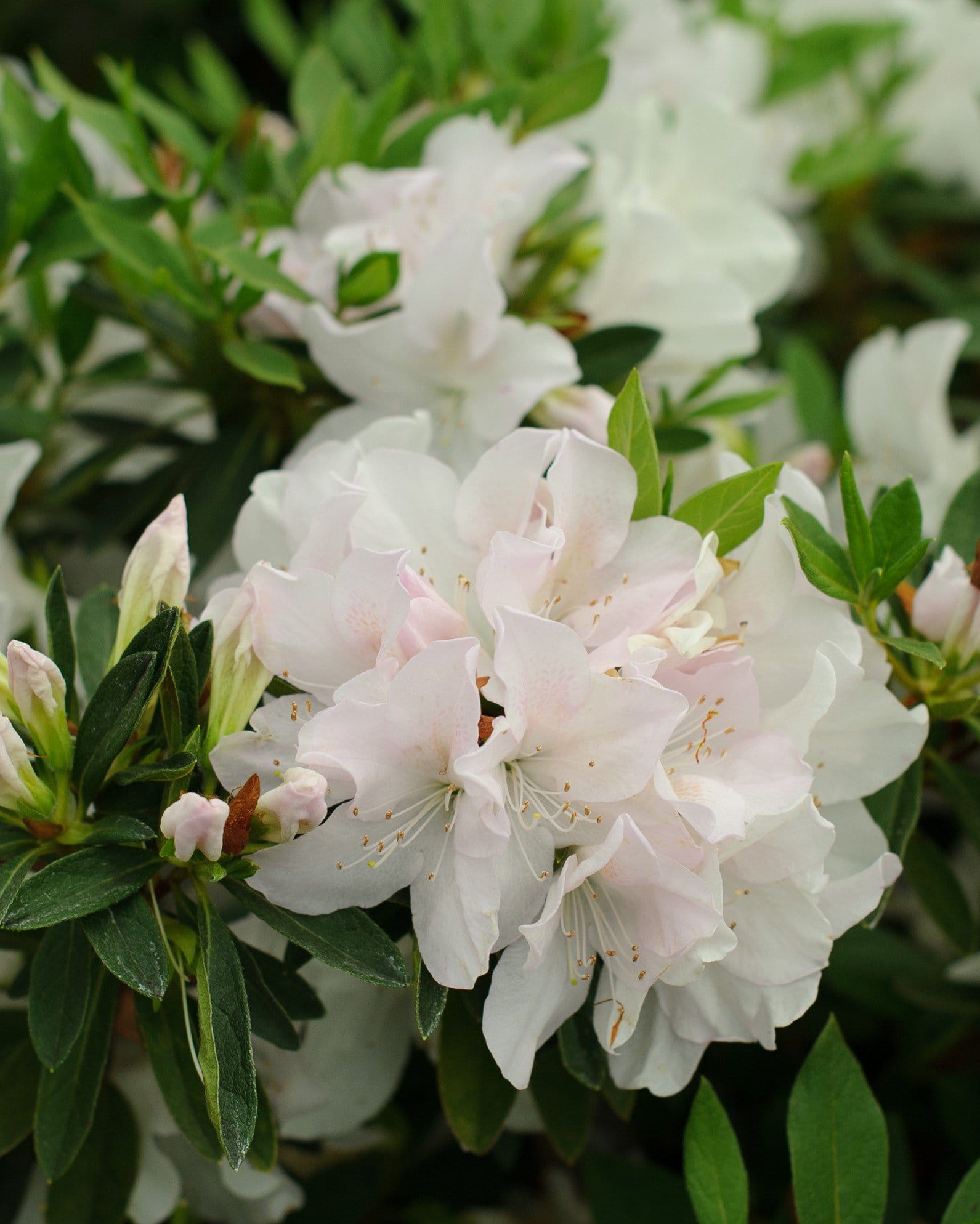 GG Gerbing Azalea - view 5