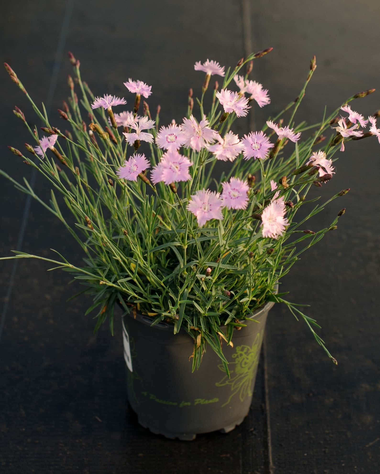 Bath's Pink Dianthus - Image 5