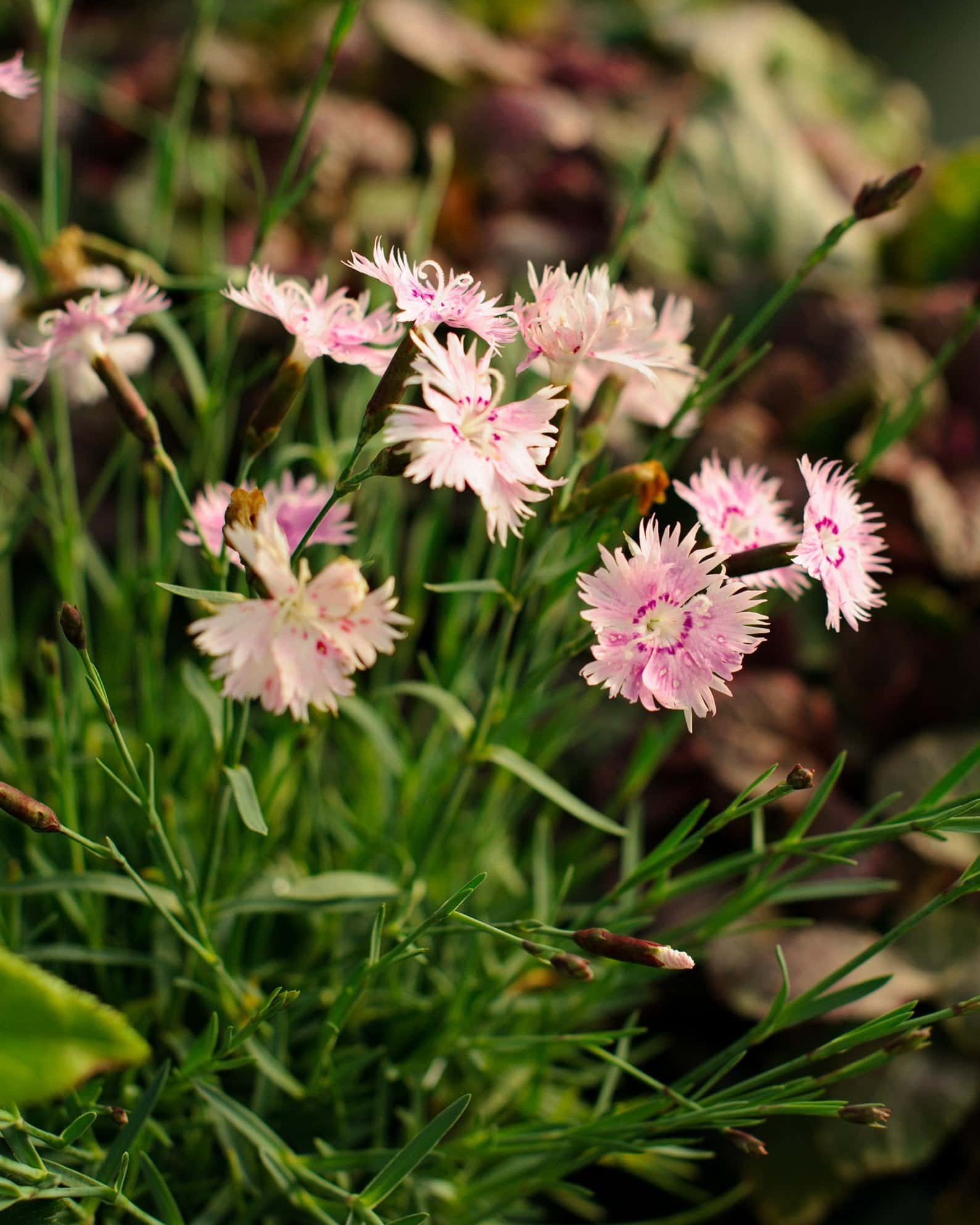 Bath's Pink Dianthus - Image 1