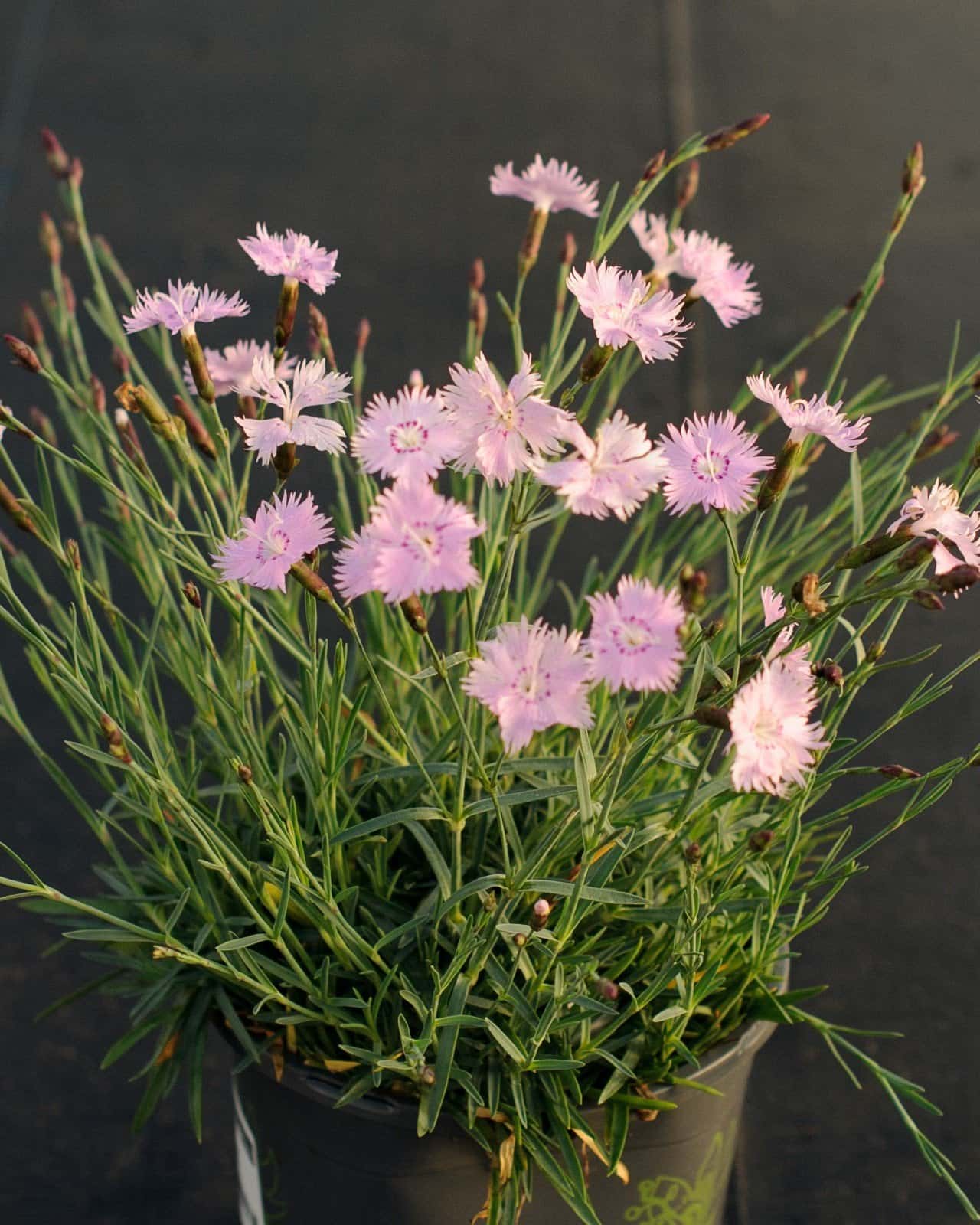Bath's Pink Dianthus - Image 2