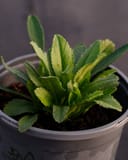 Becky Shasta Daisy thumbnail 1