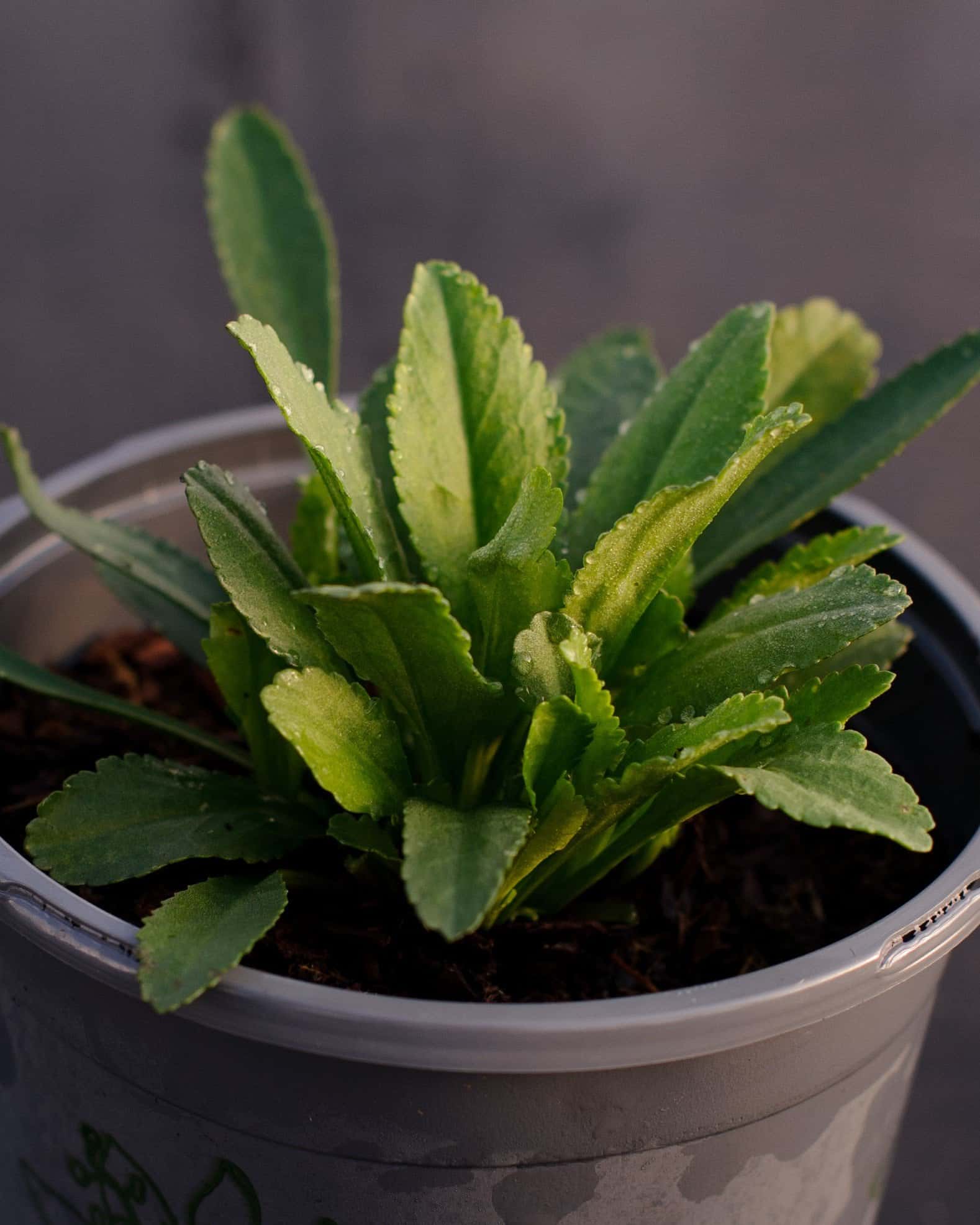 Becky Shasta Daisy - Main Image