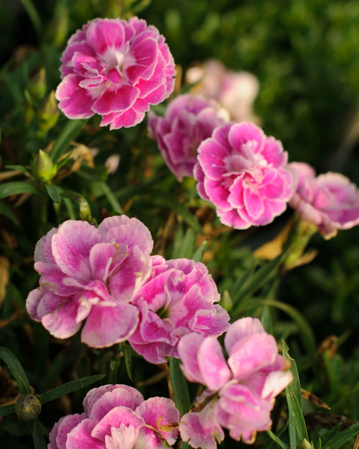 Capitan Magnifica Dianthus - Main Image