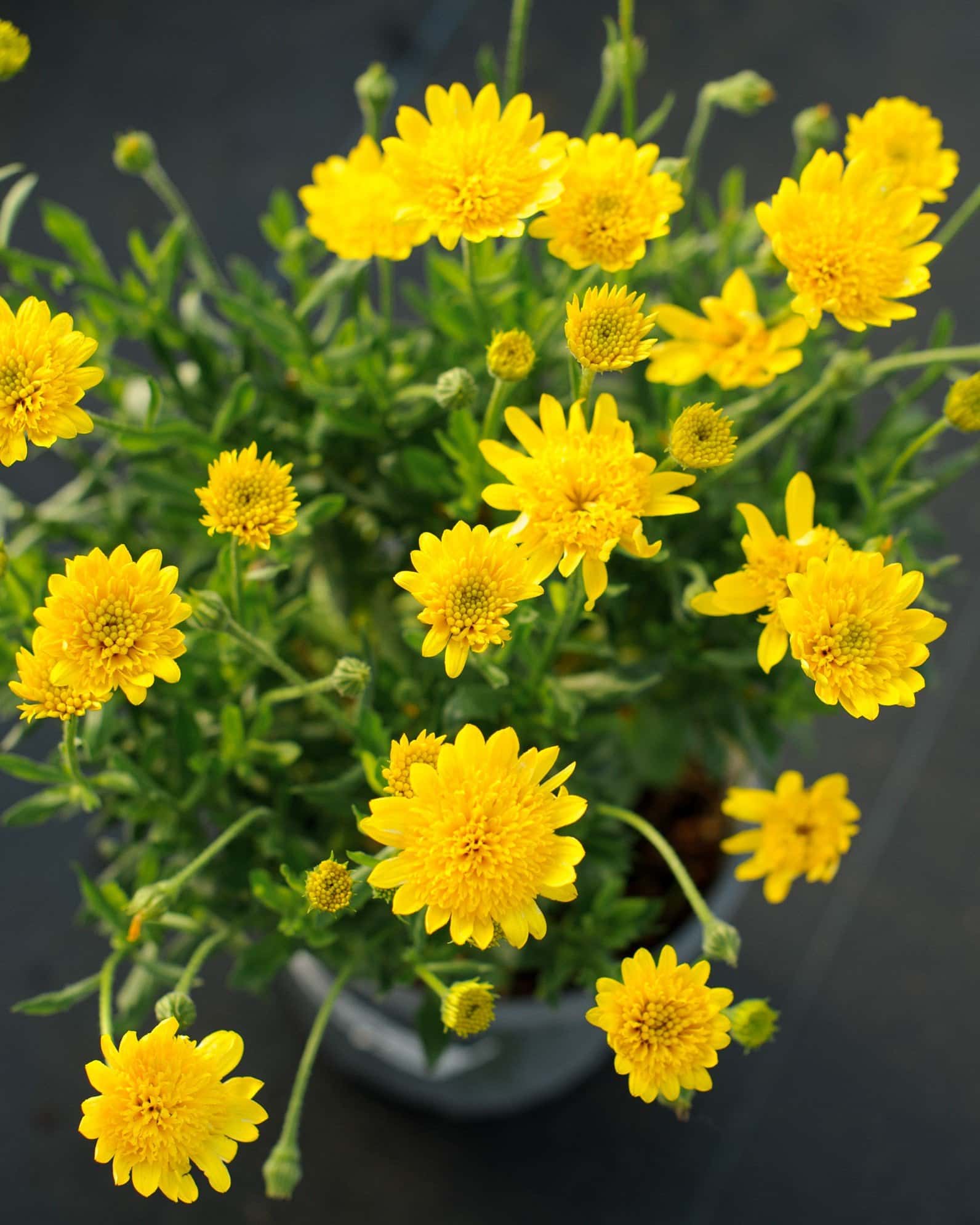 4D Yellow African Daisy - Image 1