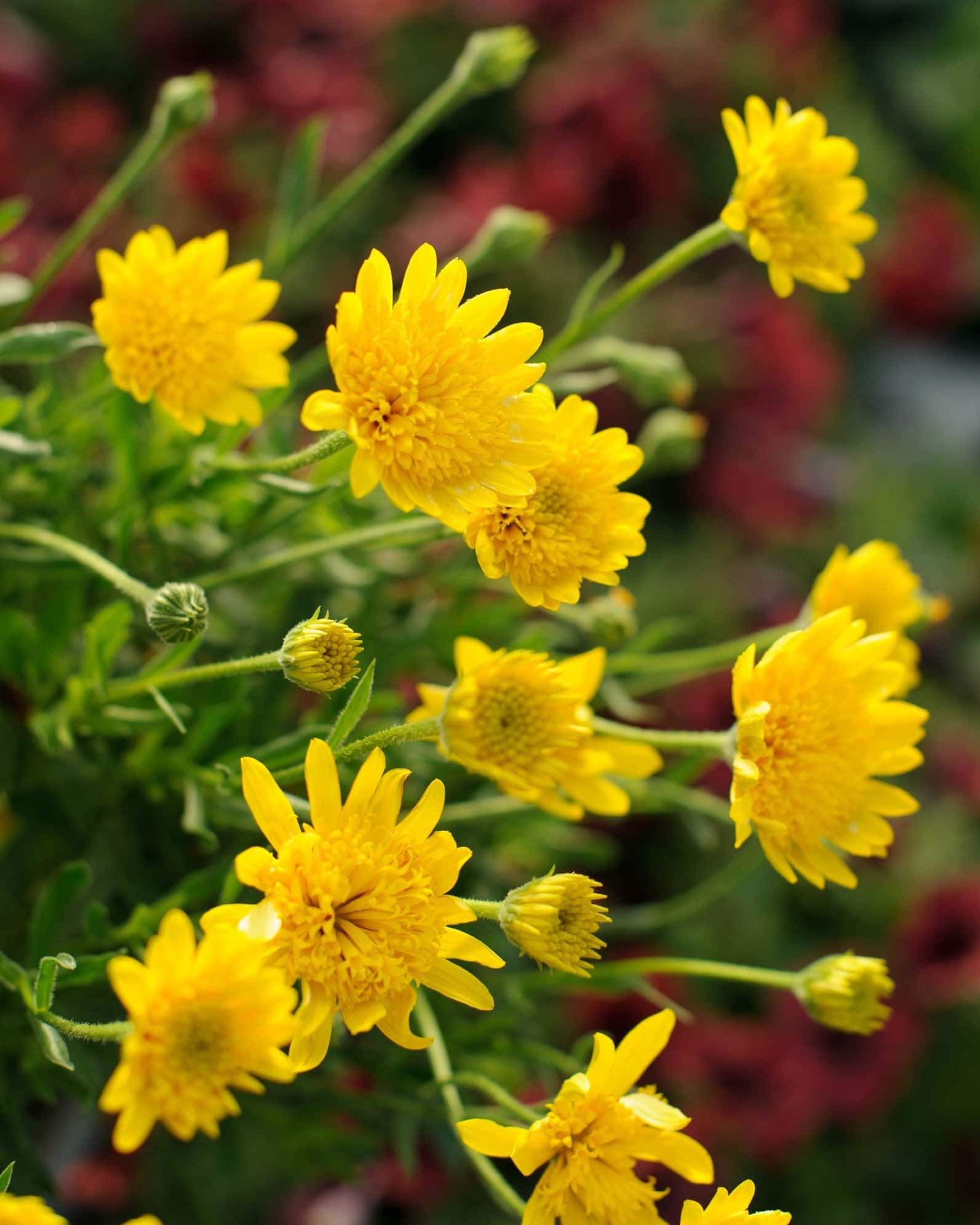 4D Yellow African Daisy - Image 2