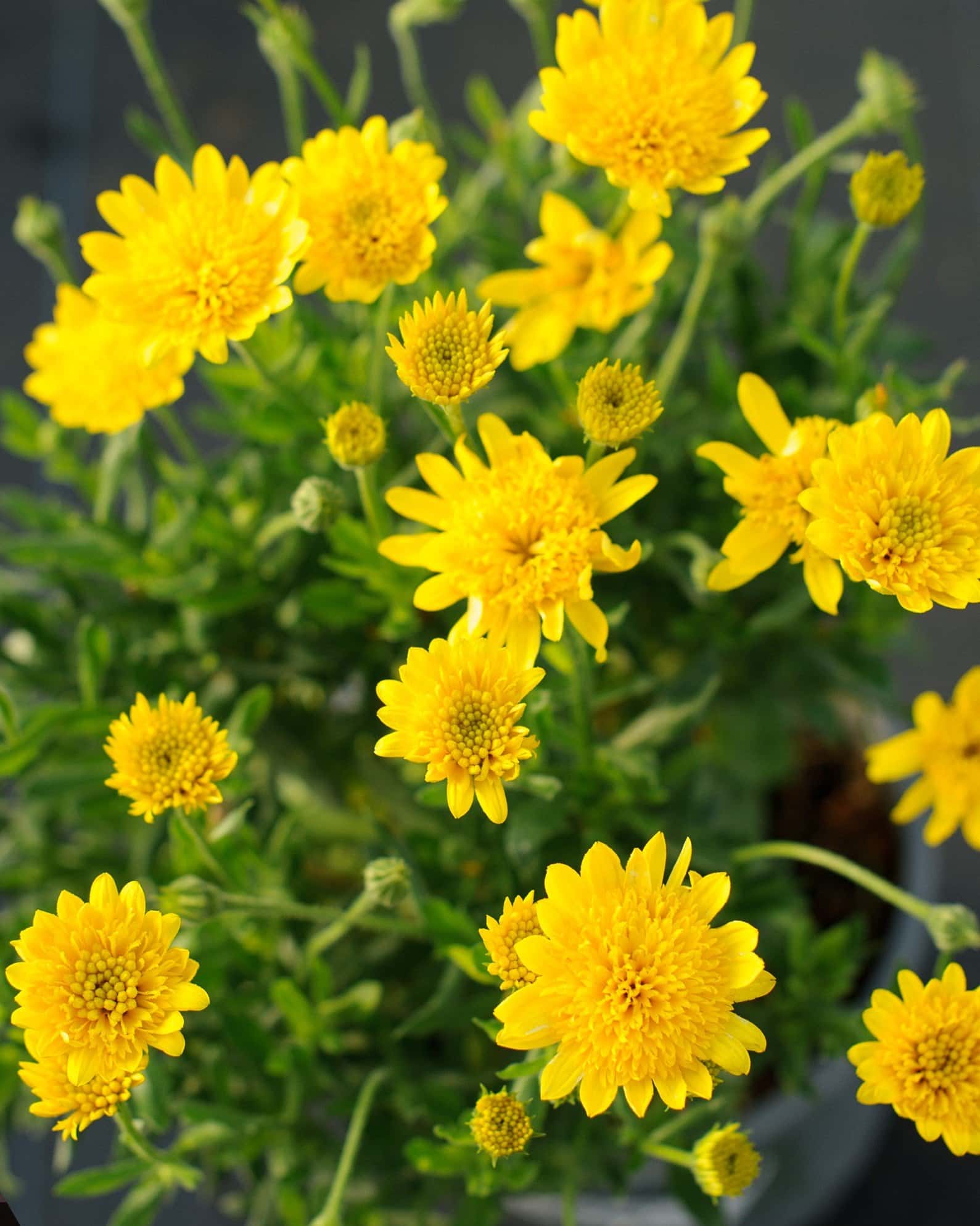 4D Yellow African Daisy - Image 3