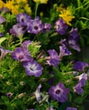 Supertunia Tiara Blue Petunia thumbnail 1