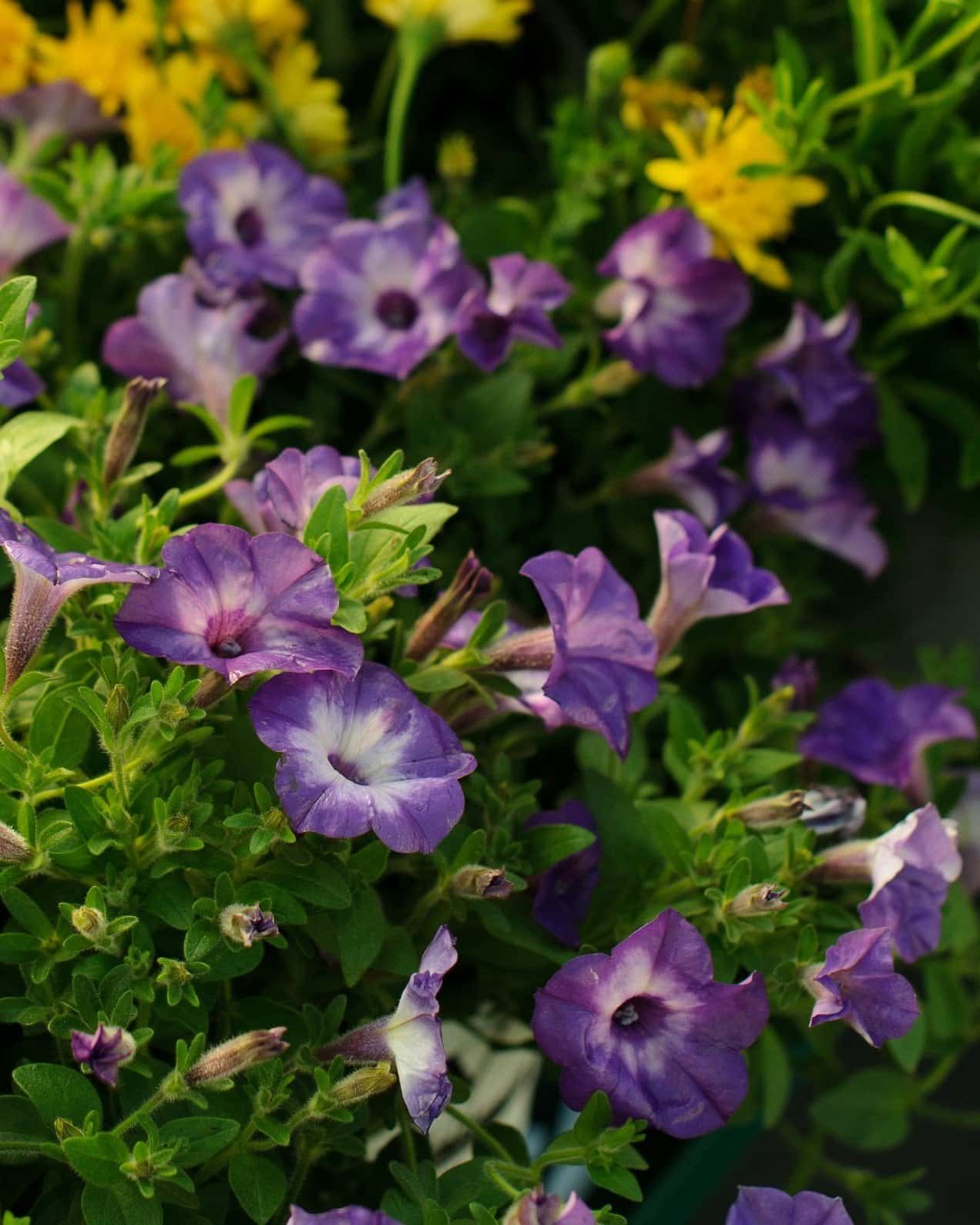 Supertunia Tiara Blue Petunia - Main Image