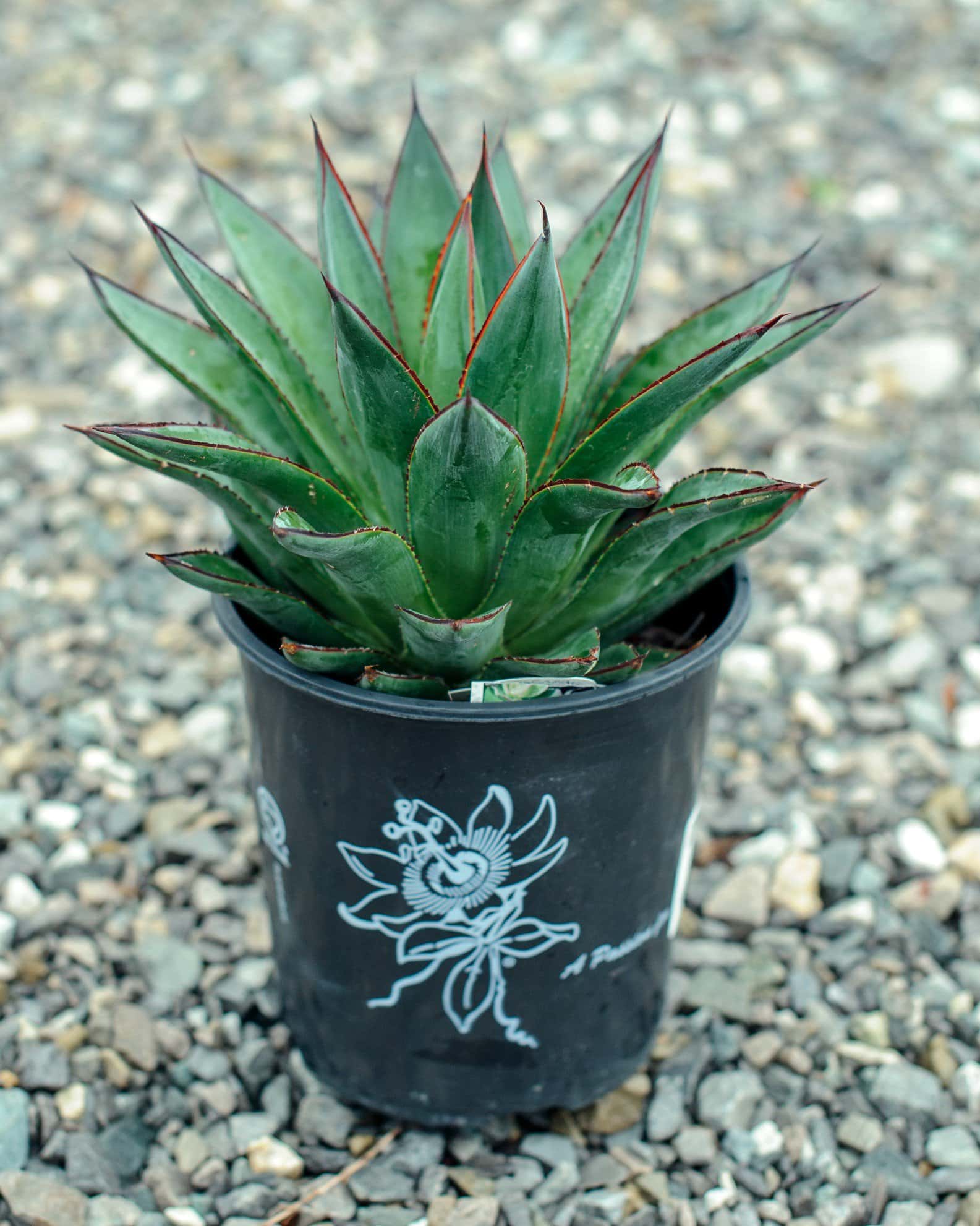 Blue Glow Agave - Image 4