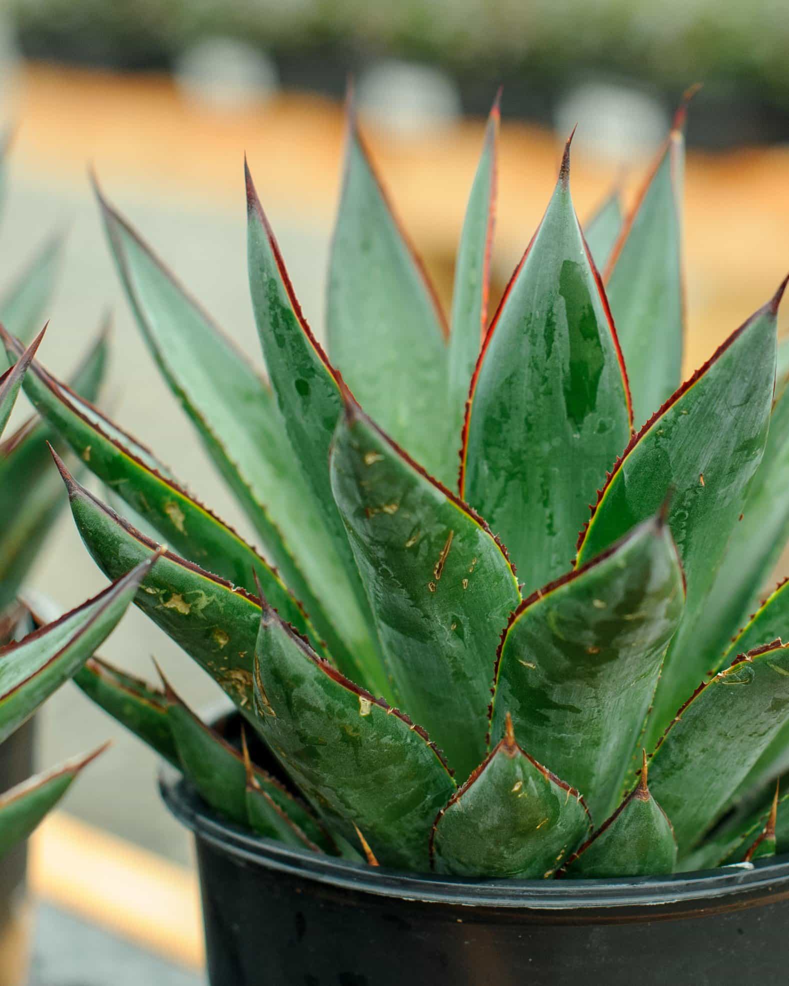 Blue Glow Agave - view 2