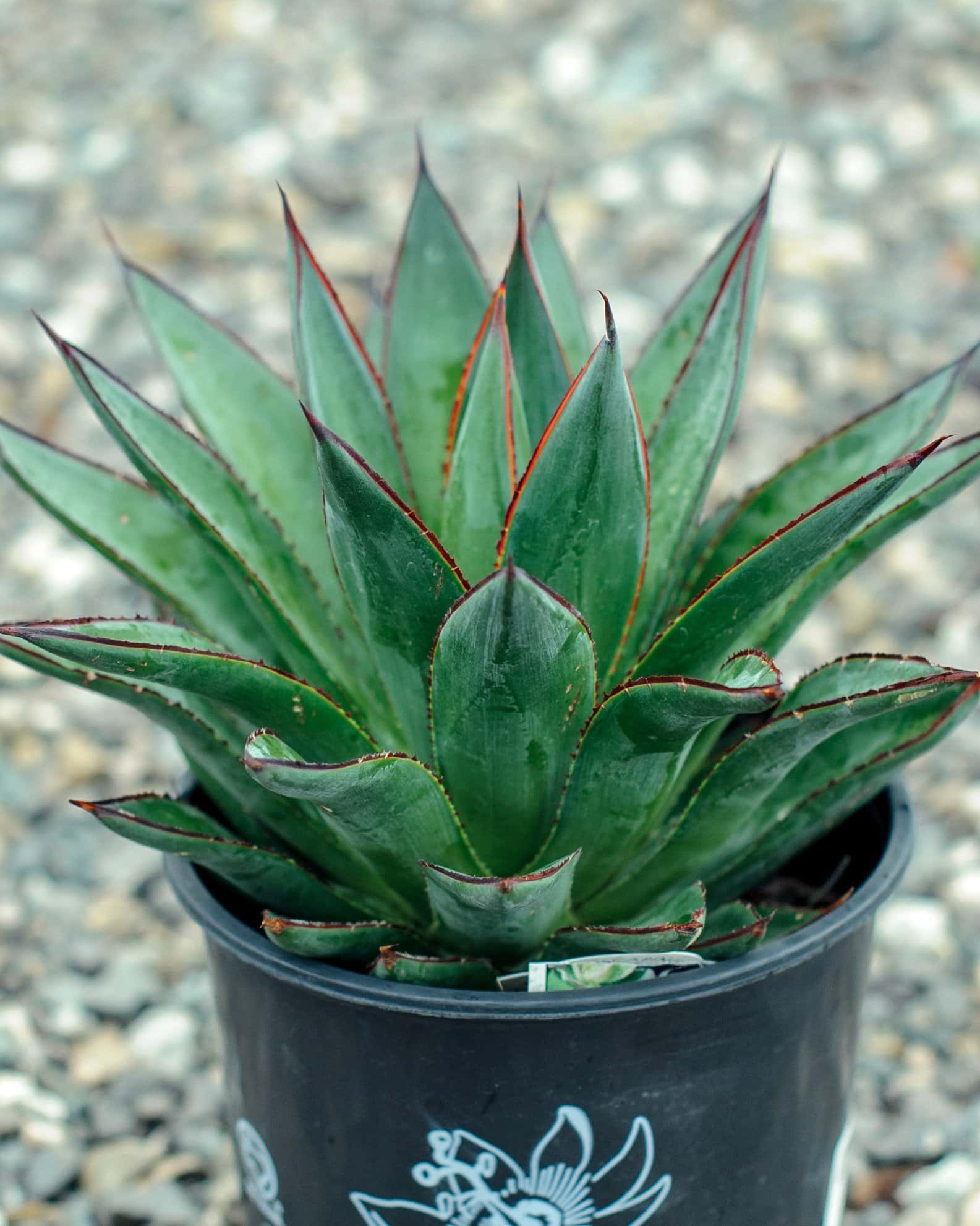 Blue Glow Agave - Image 6