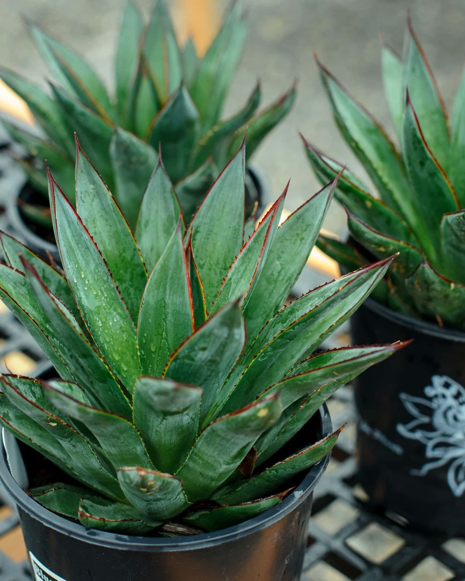 Blue Glow Agave - Image 1