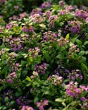 Clear Crystal Purple Shades Alyssum thumbnail 1