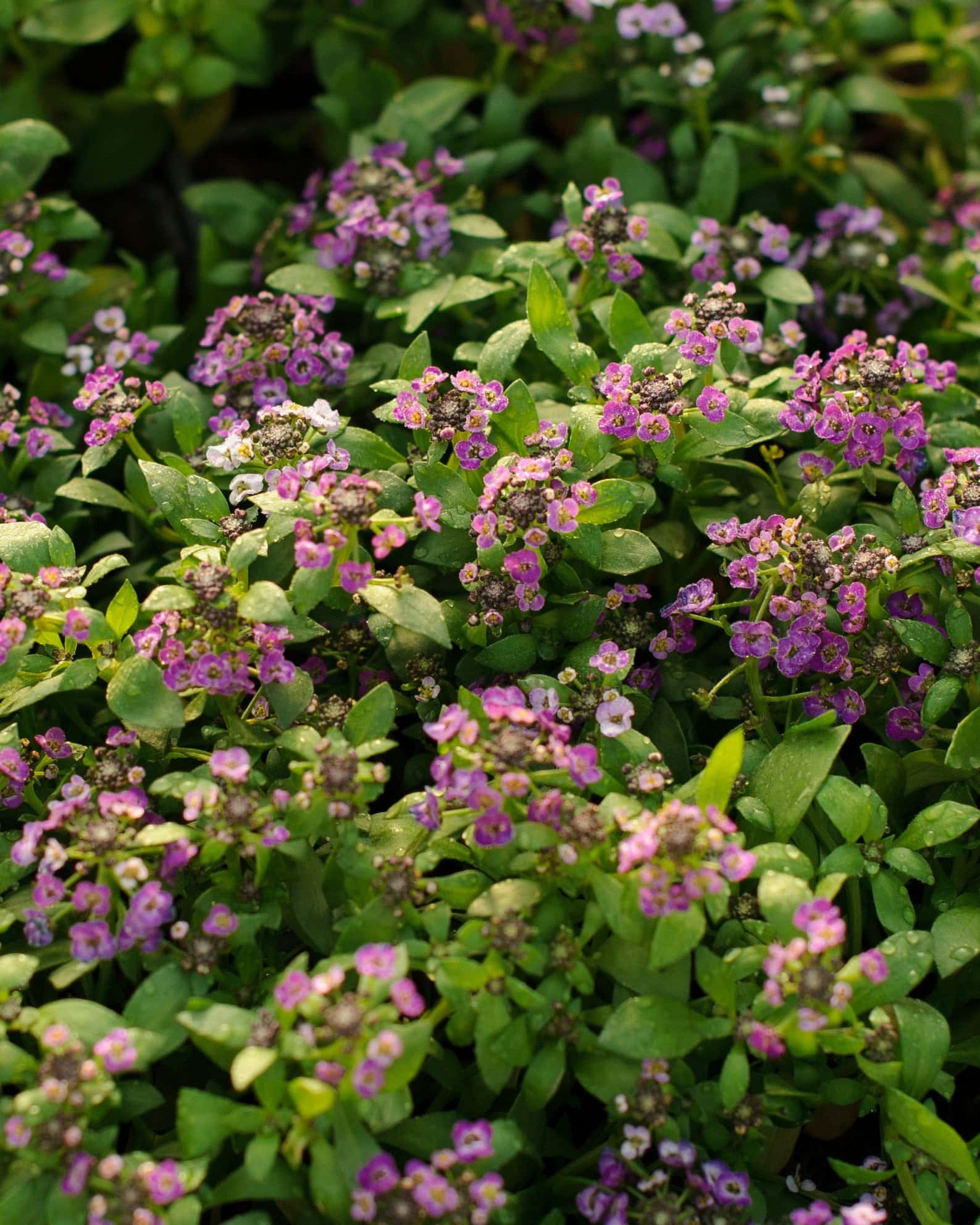 Clear Crystal Purple Shades Alyssum - Image 3