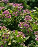 Clear Crystal Purple Shades Alyssum thumbnail 5