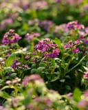 Clear Crystal Purple Shades Alyssum thumbnail 3