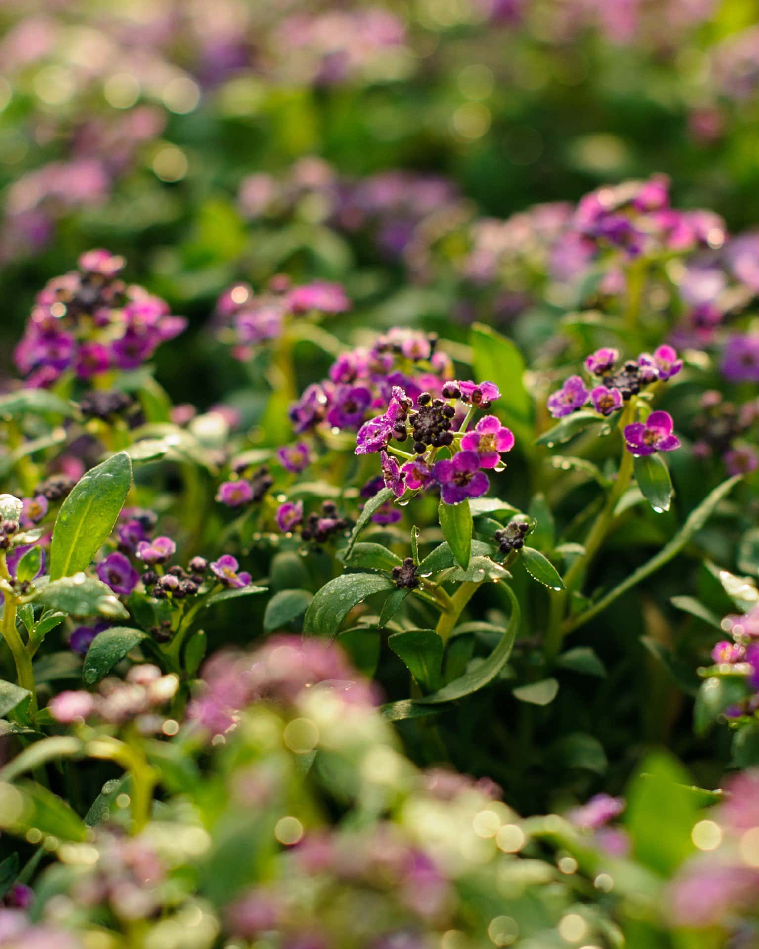 Clear Crystal Purple Shades Alyssum - Image 2