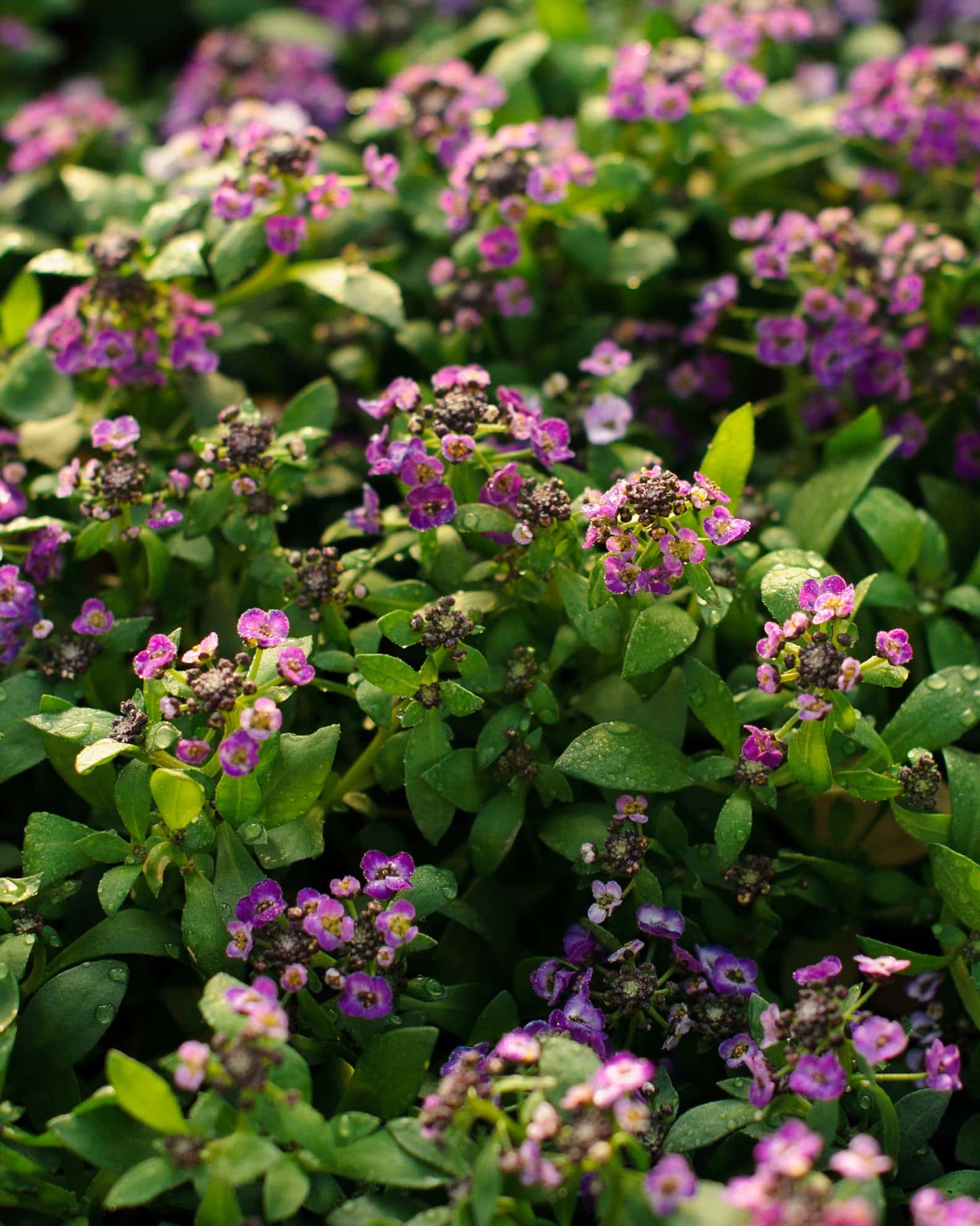 Clear Crystal Purple Shades Alyssum - Image 5