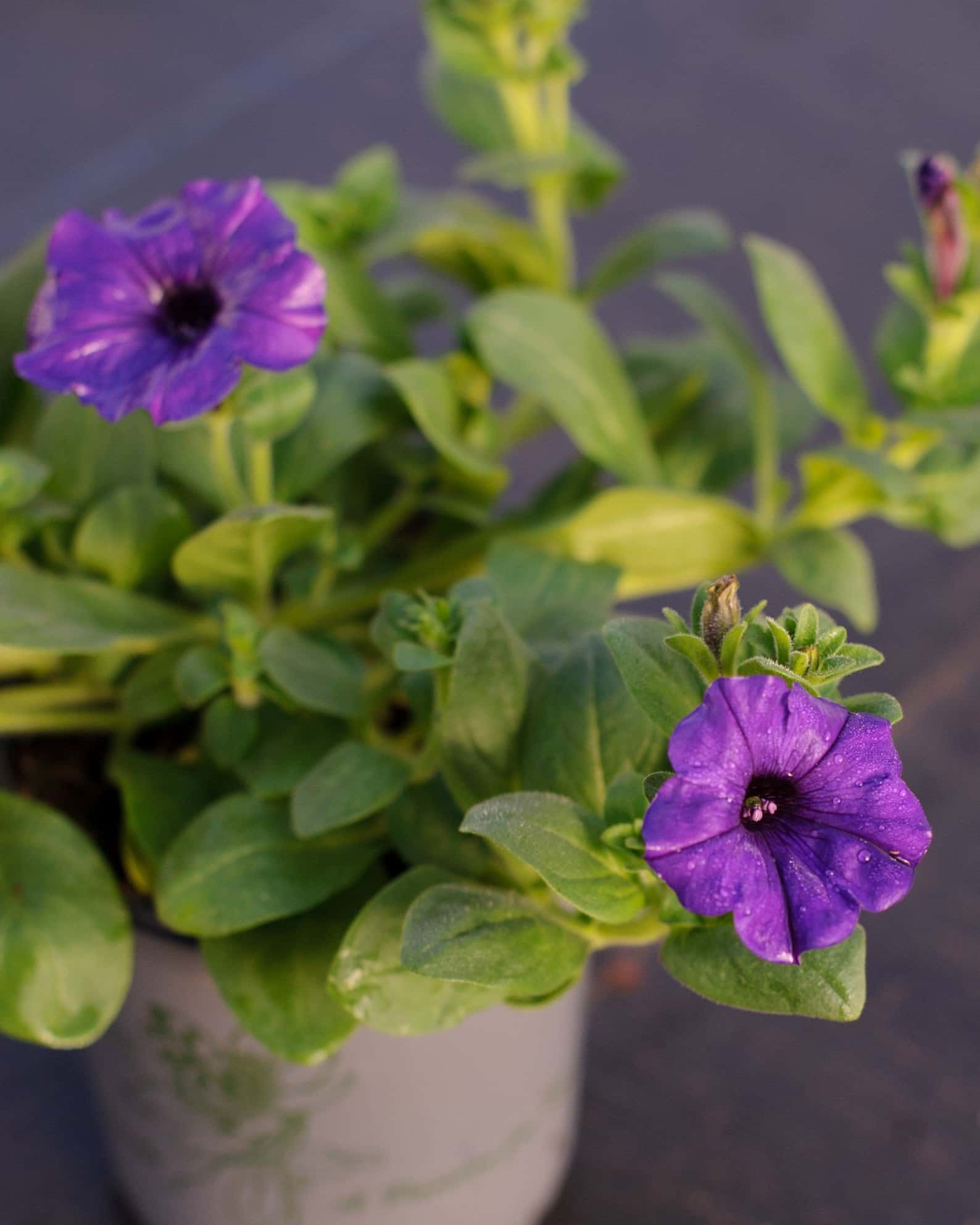E3 Easy Wave Blue Petunia - Main Image