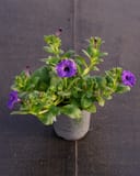 E3 Easy Wave Blue Petunia thumbnail 3