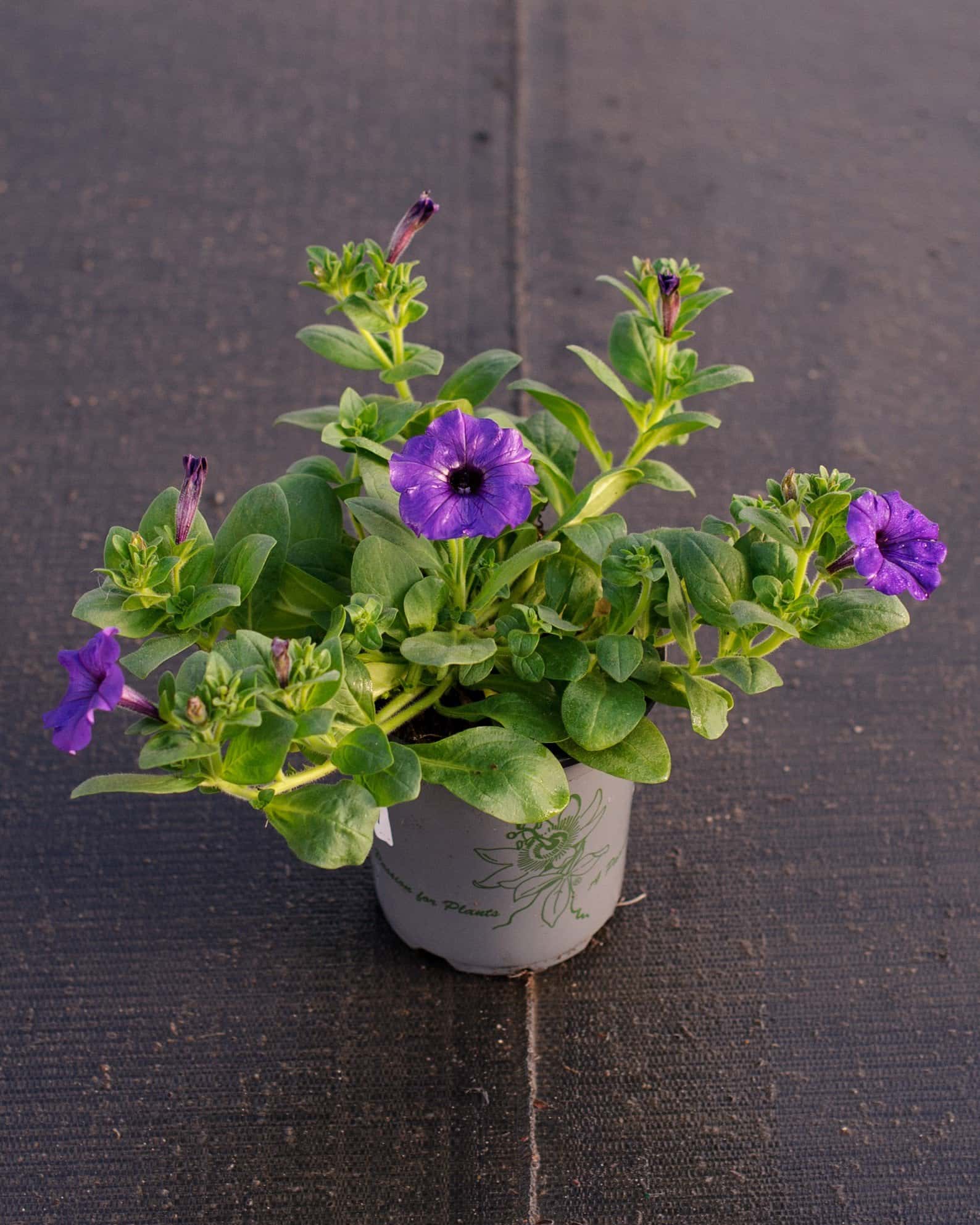 E3 Easy Wave Blue Petunia - Image 2