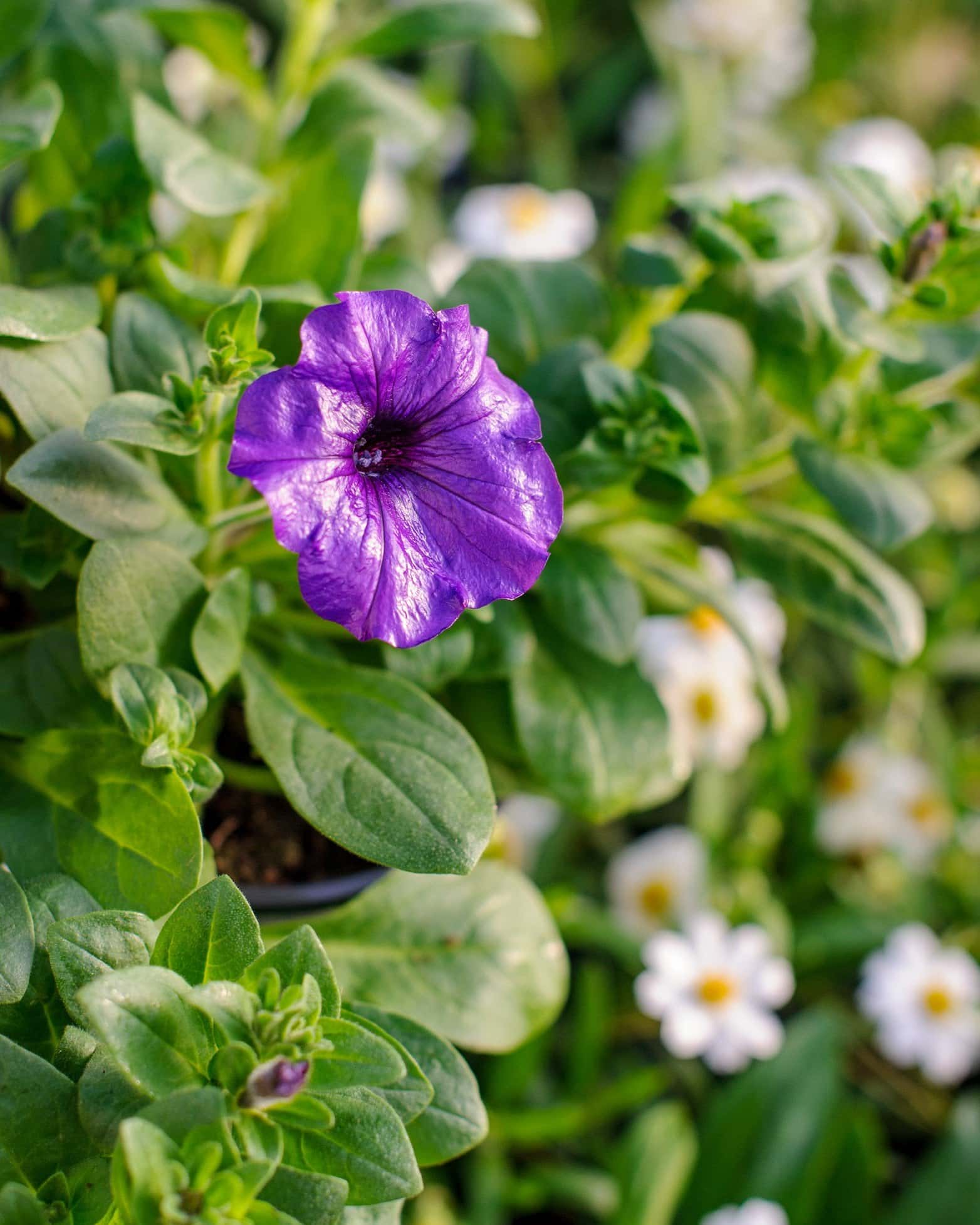 E3 Easy Wave Blue Petunia - Image 1