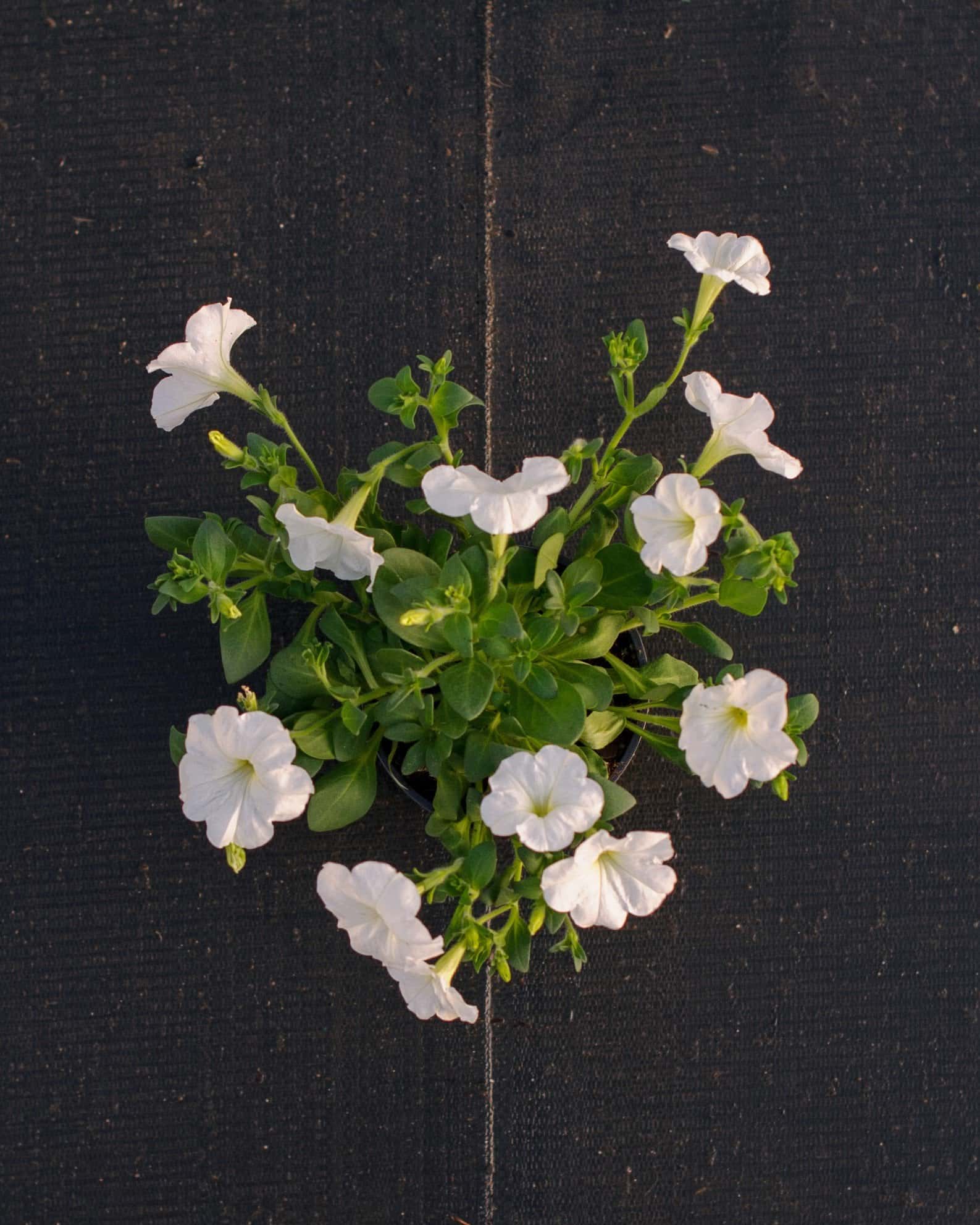 E3 Easy Wave White Petunia - Image 3