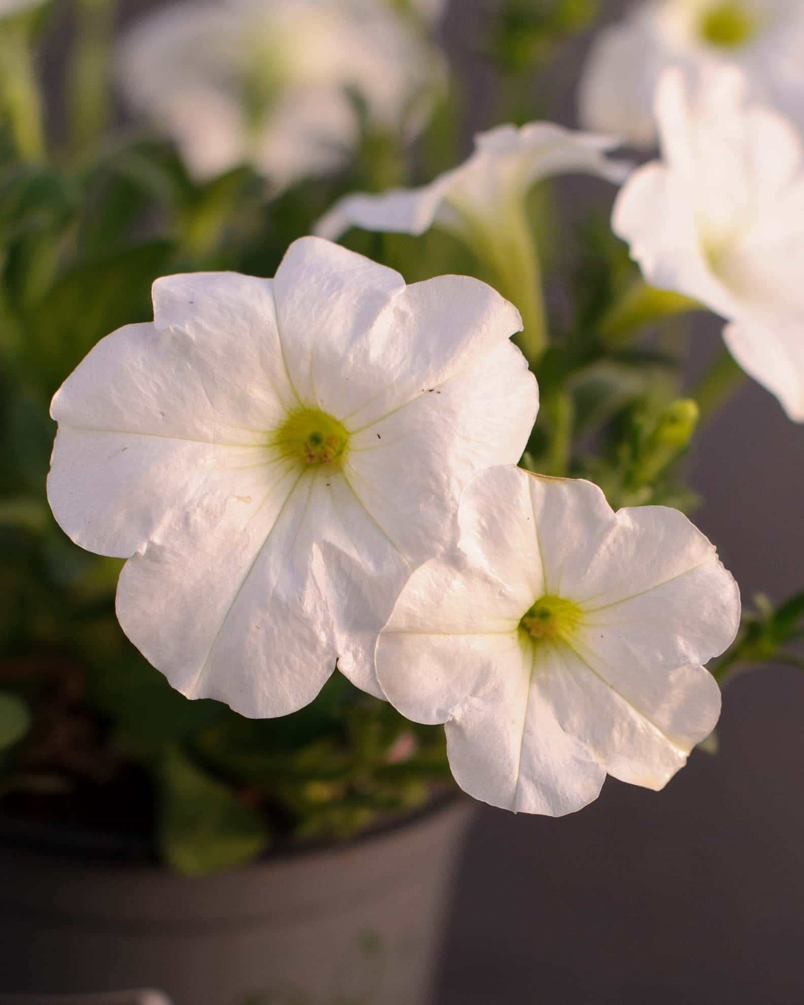 E3 Easy Wave White Petunia - Image 4