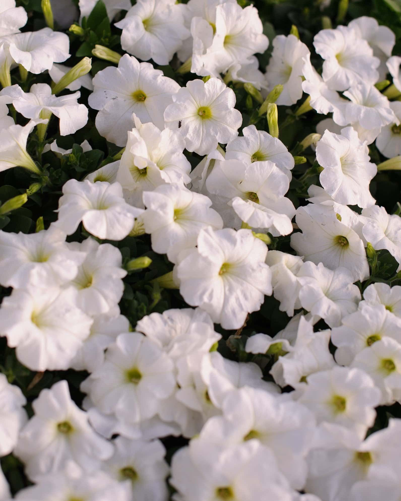 E3 Easy Wave White Petunia - Image 5