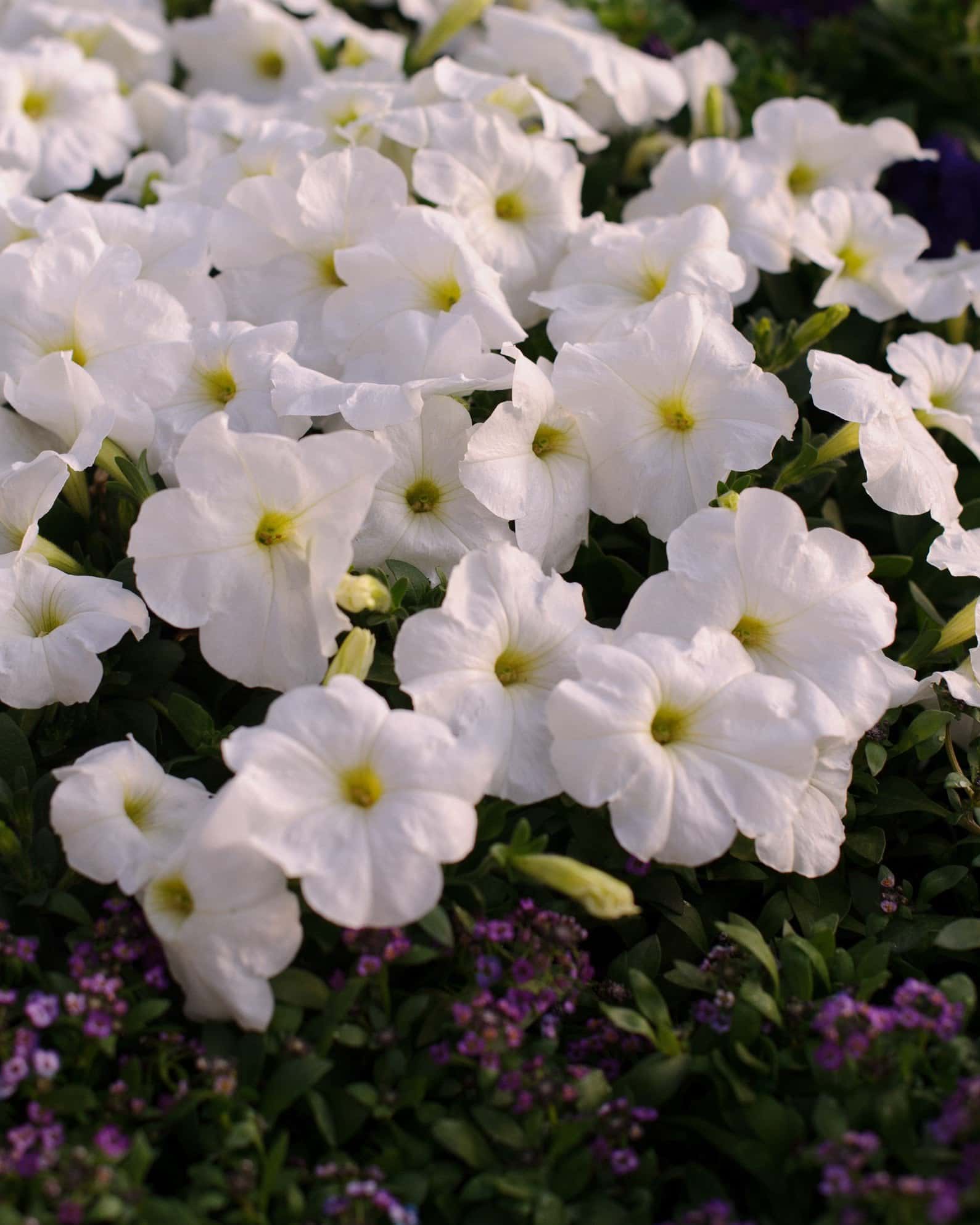 E3 Easy Wave White Petunia - Image 2
