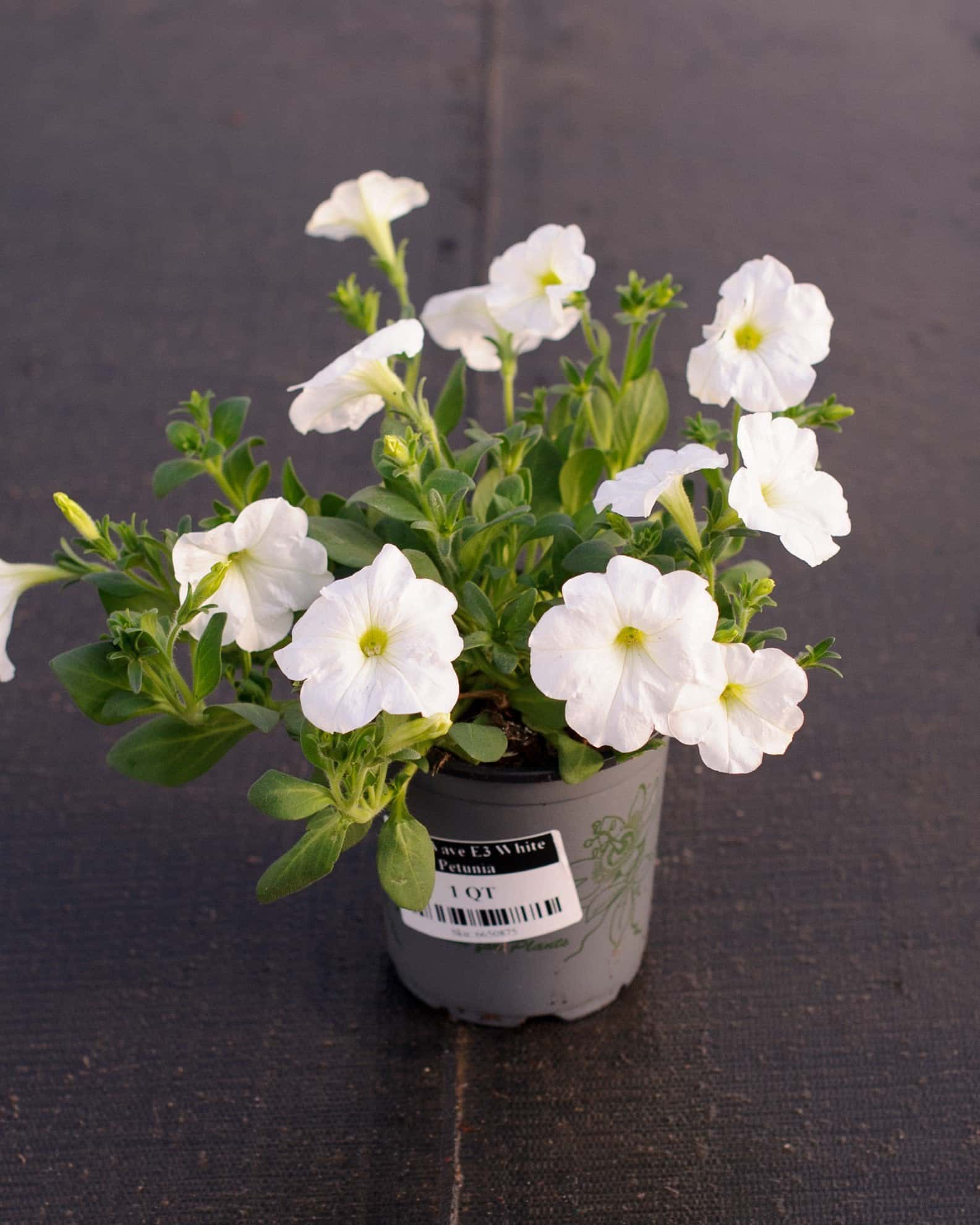 E3 Easy Wave White Petunia - Image 6