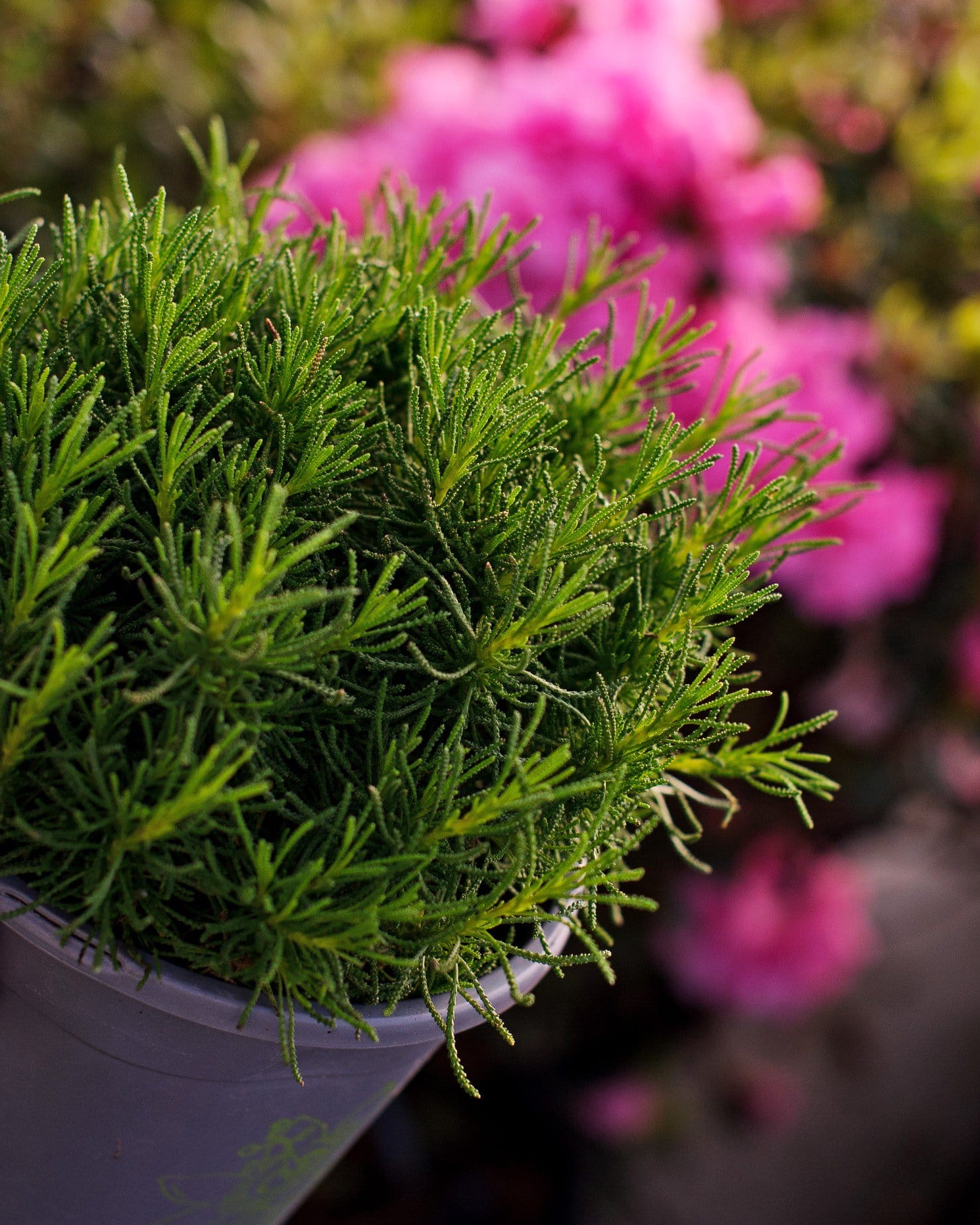 Green Lavender Cotton - view 2