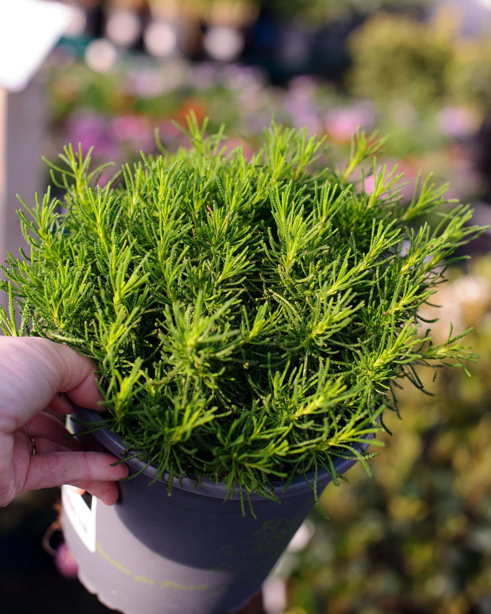 Green Lavender Cotton - Image 2