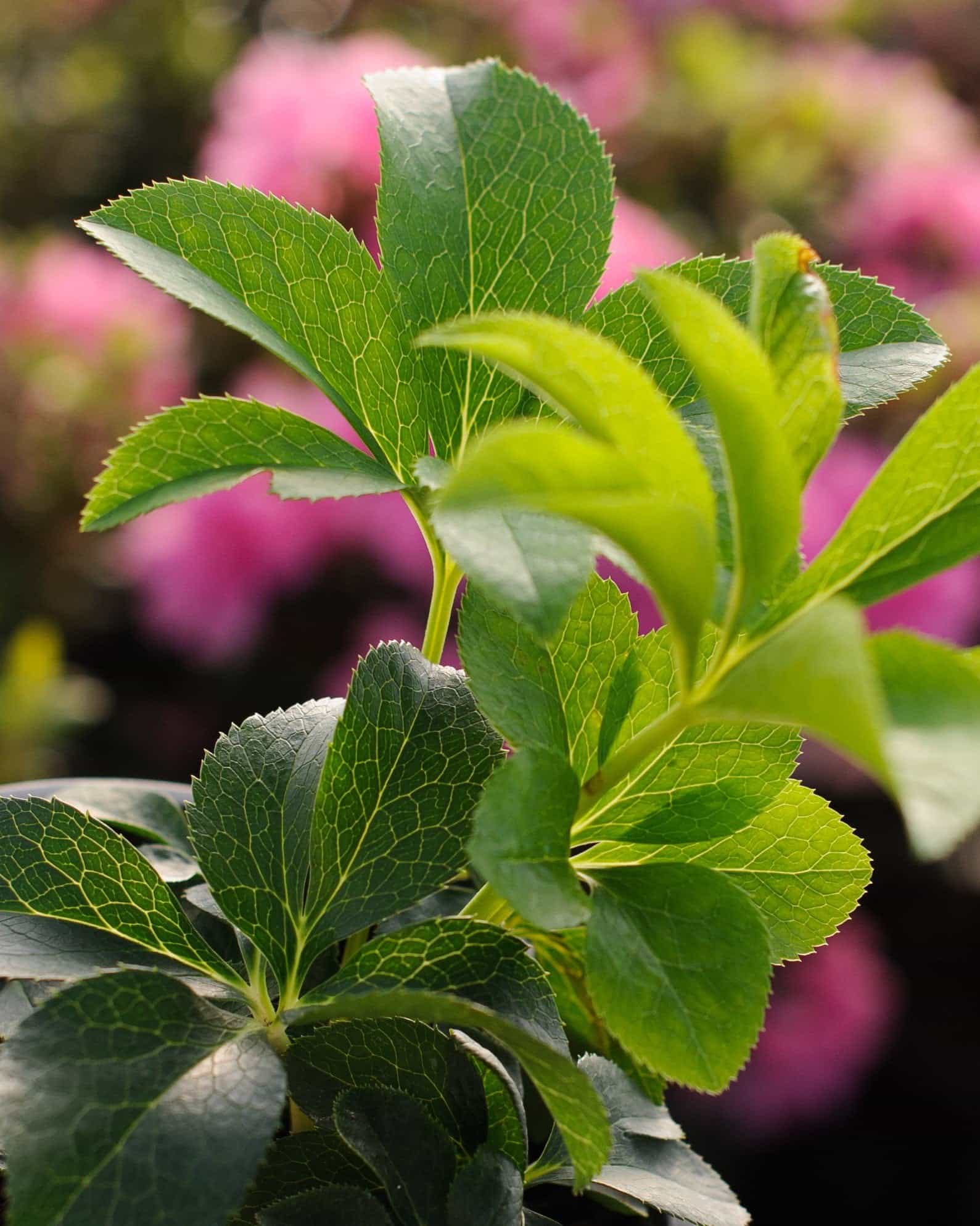 Honeymoon Mix Helleborus - view 3