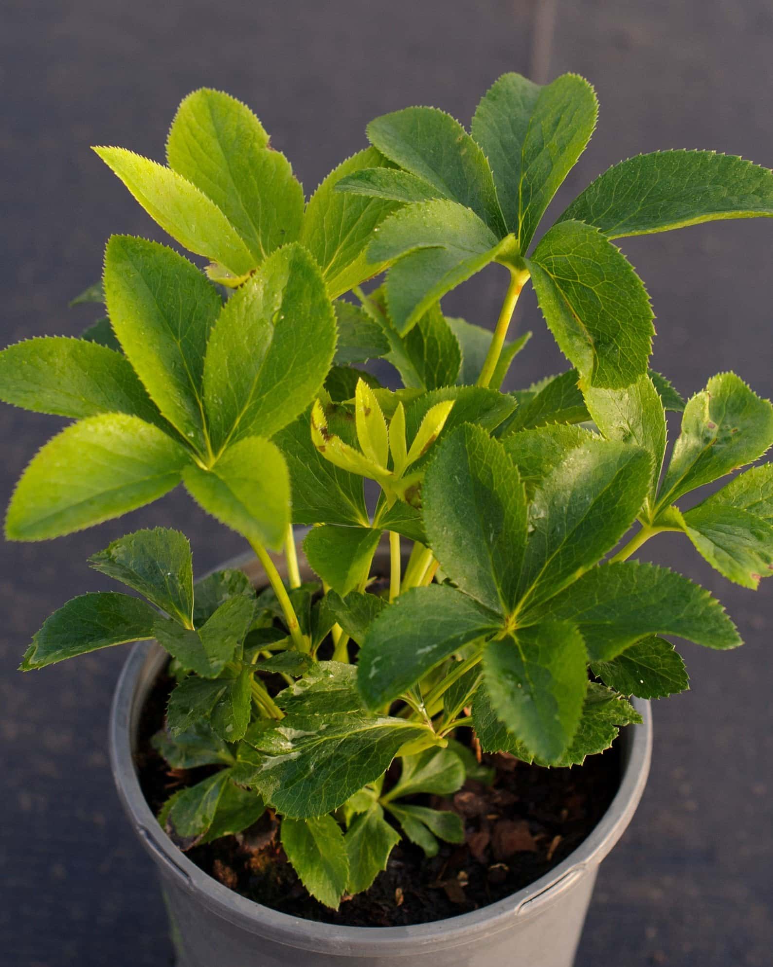 Honeymoon Rome in Red Helleborus - Main Image