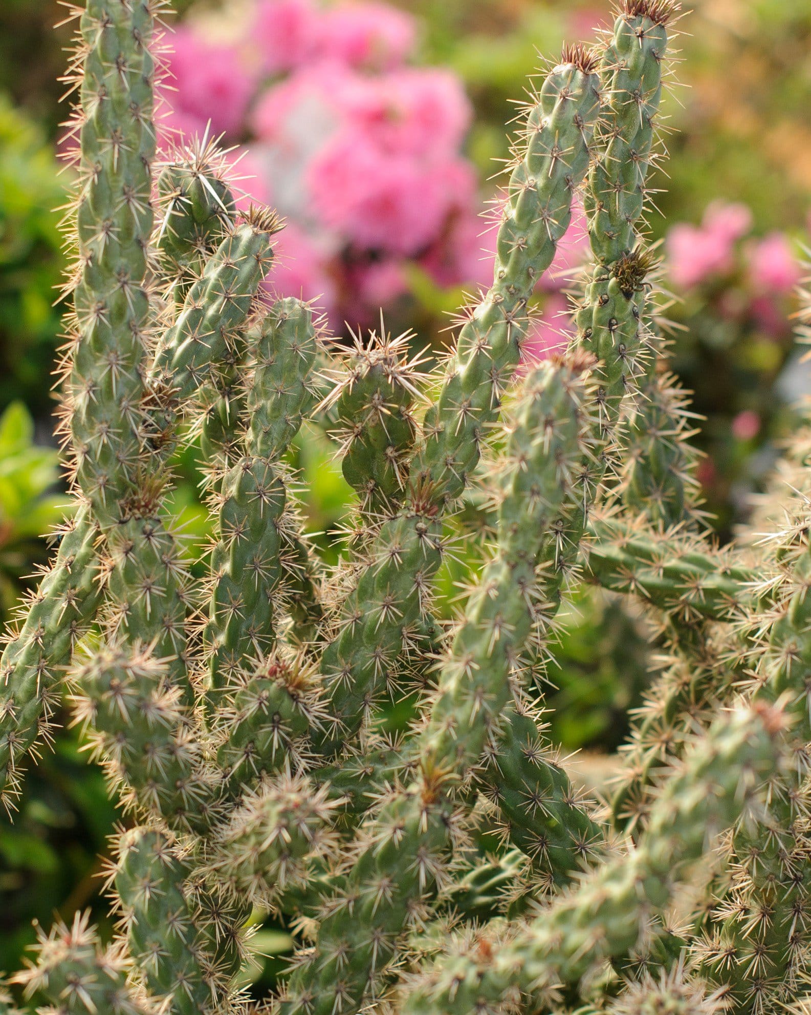 Tree Cholla Cactus
