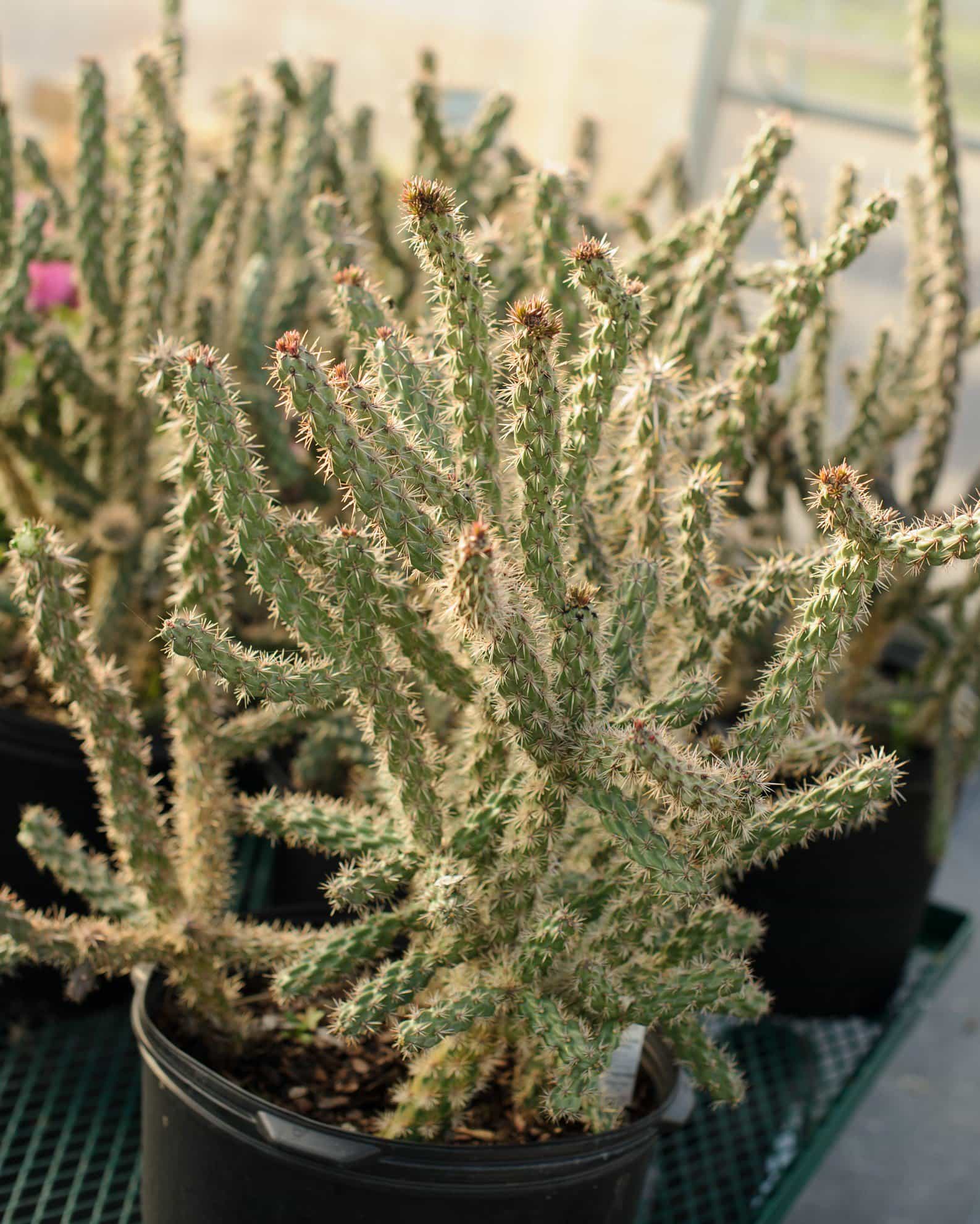 Tree Cholla Cactus - view 2