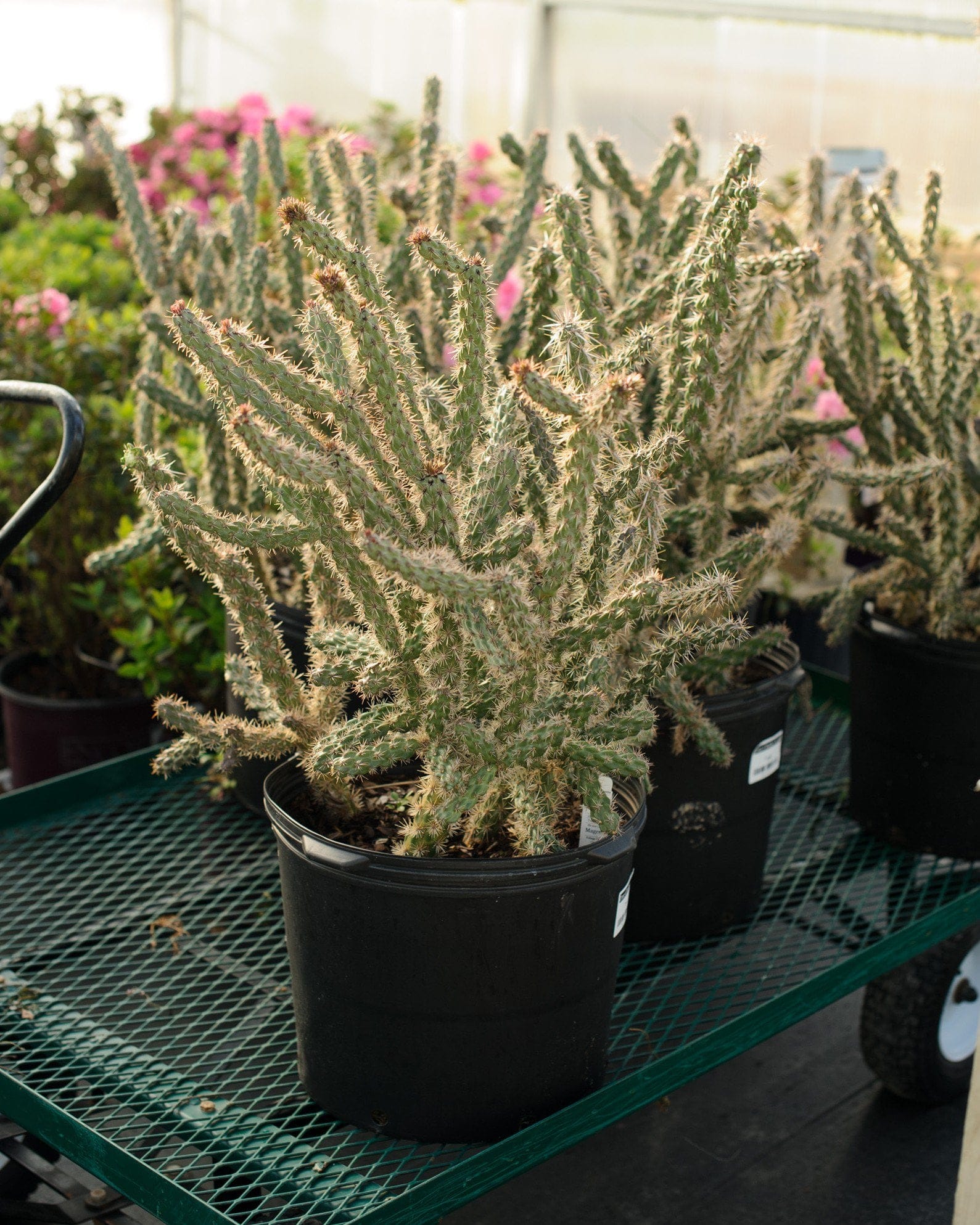 Tree Cholla Cactus - view 3